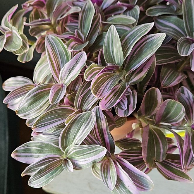 Photo of the plant species Sweet Sweetness by @UnbiasedPigfern named Sage on Greg, the plant care app