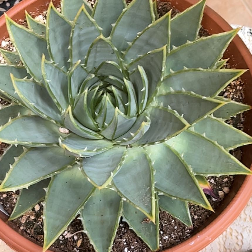Photo of the plant species Aloe Polyphylla by @FullAnnualclary named Orwell on Greg, the plant care app