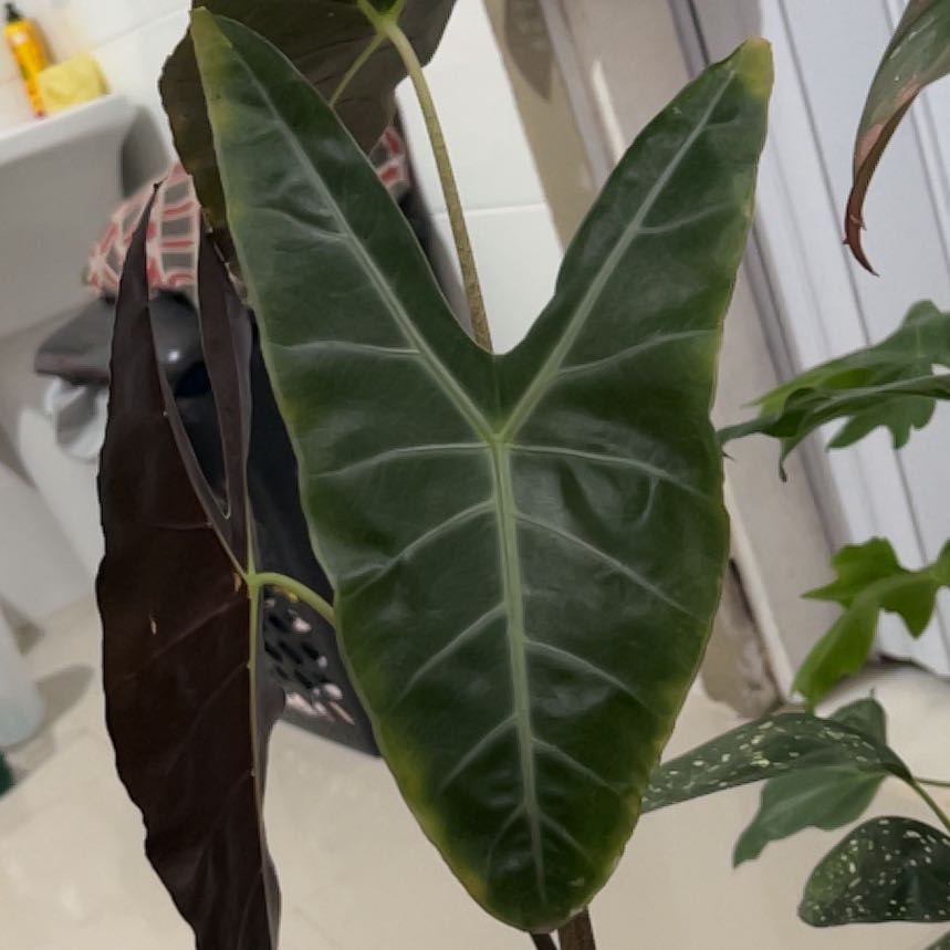 Photo of the plant species Alocasia longiloba 'Mythic' by @StoutOyamelfir named LiloStitch on Greg, the plant care app