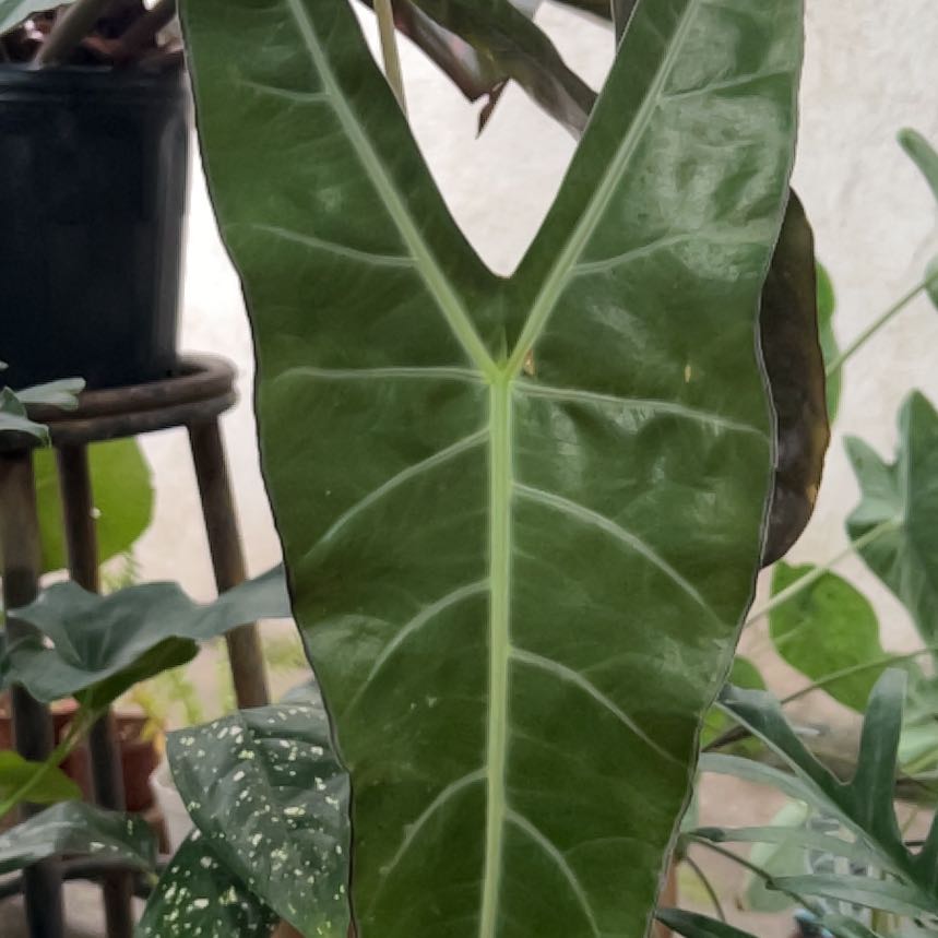 Photo of the plant species Alocasia longiloba 'Mythic' by @StoutOyamelfir named Nithin on Greg, the plant care app