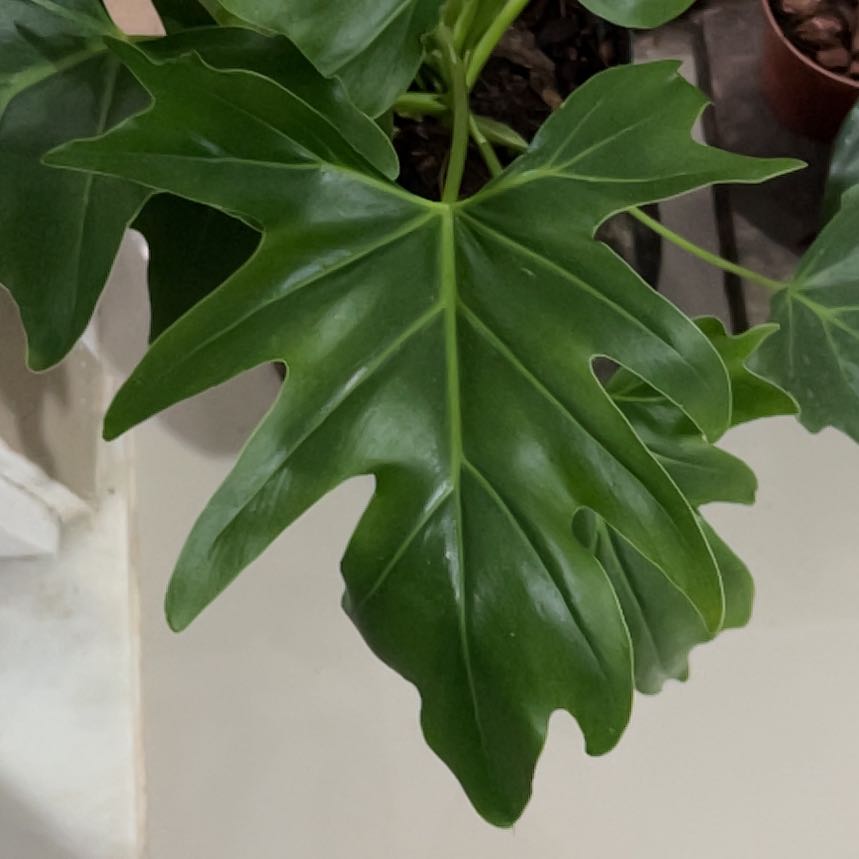 Photo of the plant species Thaumatophyllum bipinnatifidum 'Deja Vu' by @StoutOyamelfir named Cleopatra on Greg, the plant care app