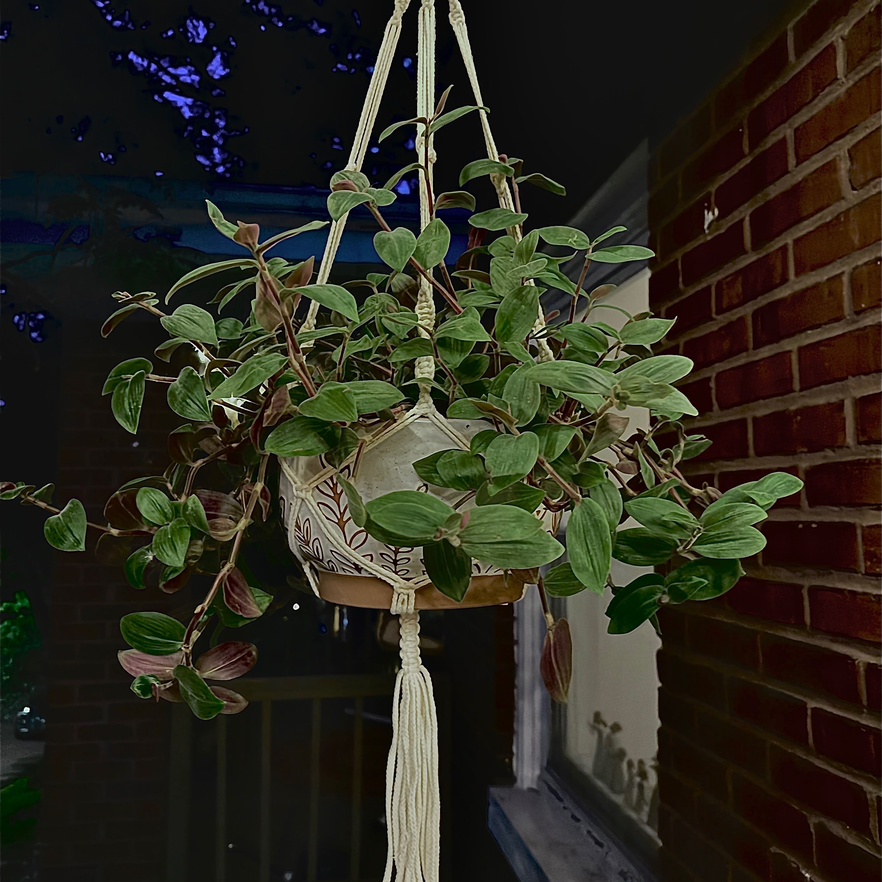 Photo of the plant species Wandering Jew 'Tikal' by @Jenny1014 named William on Greg, the plant care app