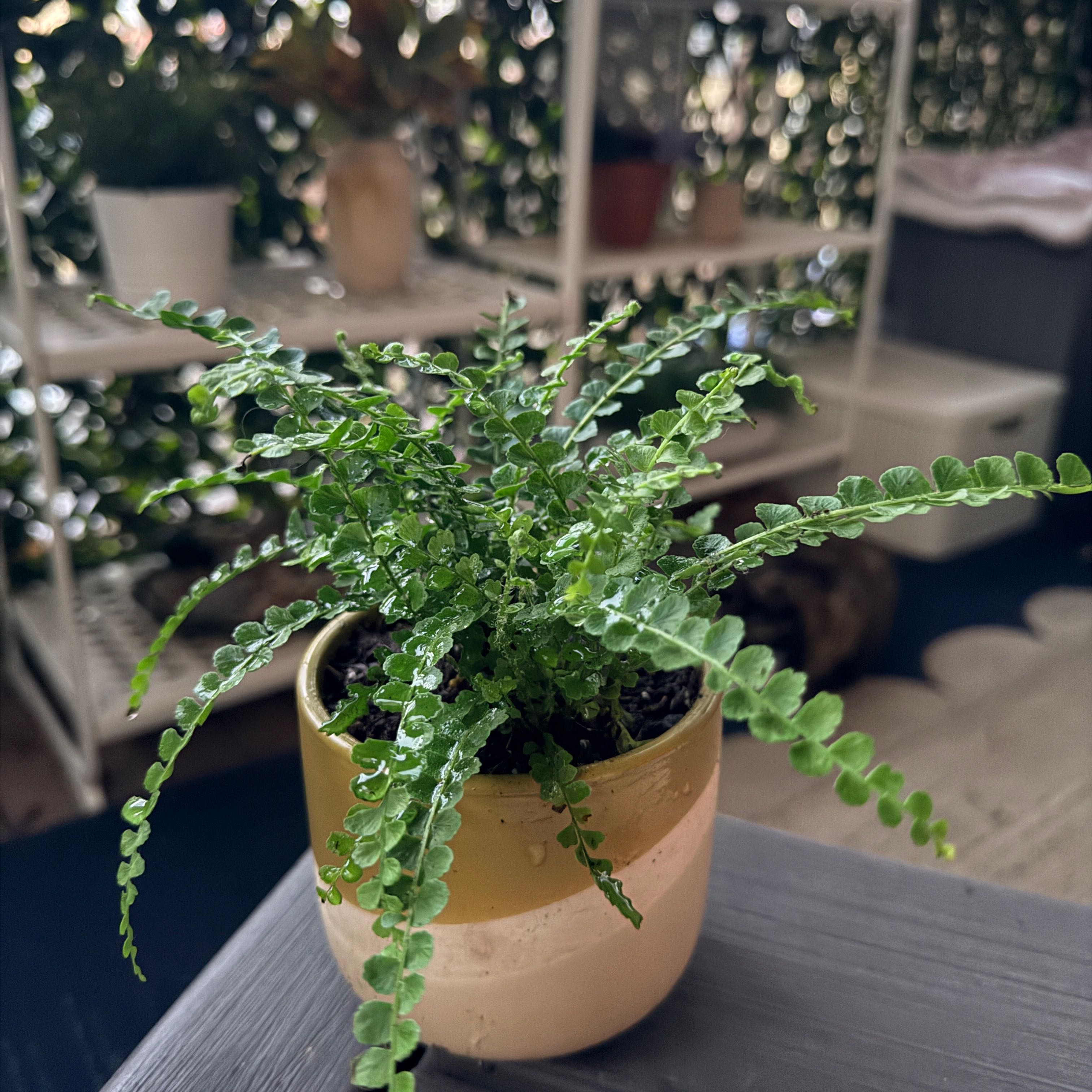 Photo of the plant species Lemon Button Fern by @Jenny1014 named Chicken on Greg, the plant care app