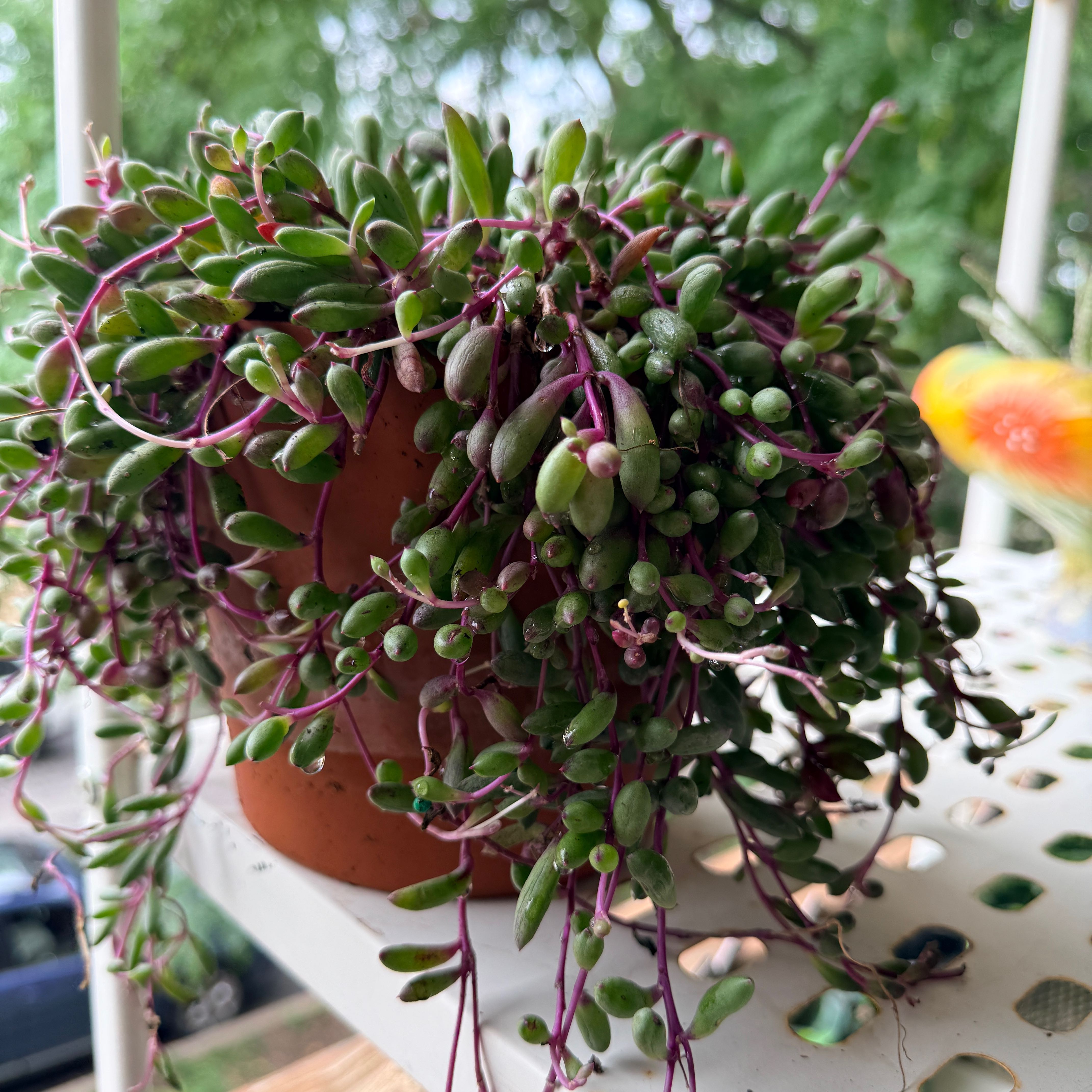Photo of the plant species Othonna Capensis Ruby Necklace by @Jenny1014 named Ruby on Greg, the plant care app