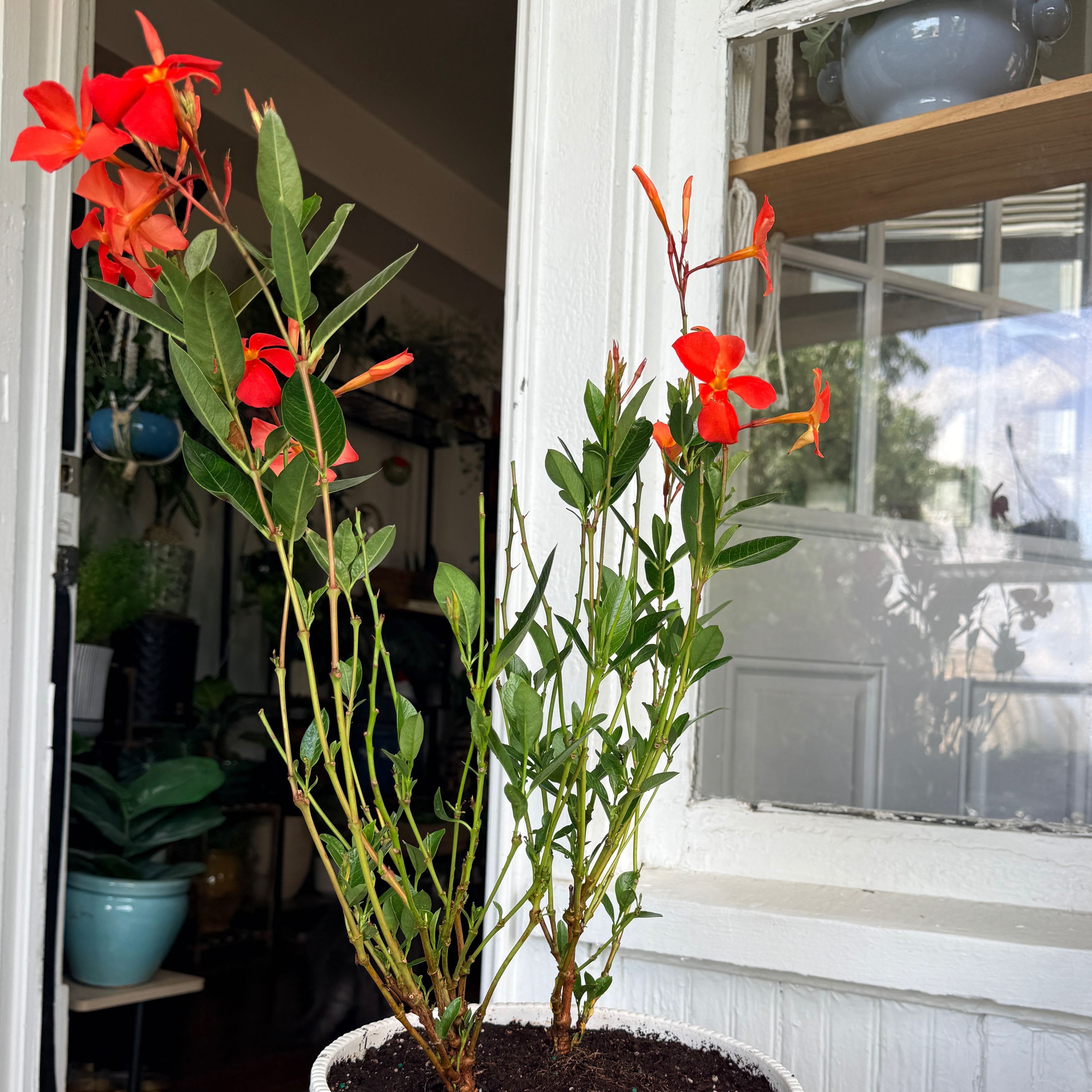 Photo of the plant species Mandevilla Sun Parasol Crimson by @Jenny1014 named Parasol on Greg, the plant care app