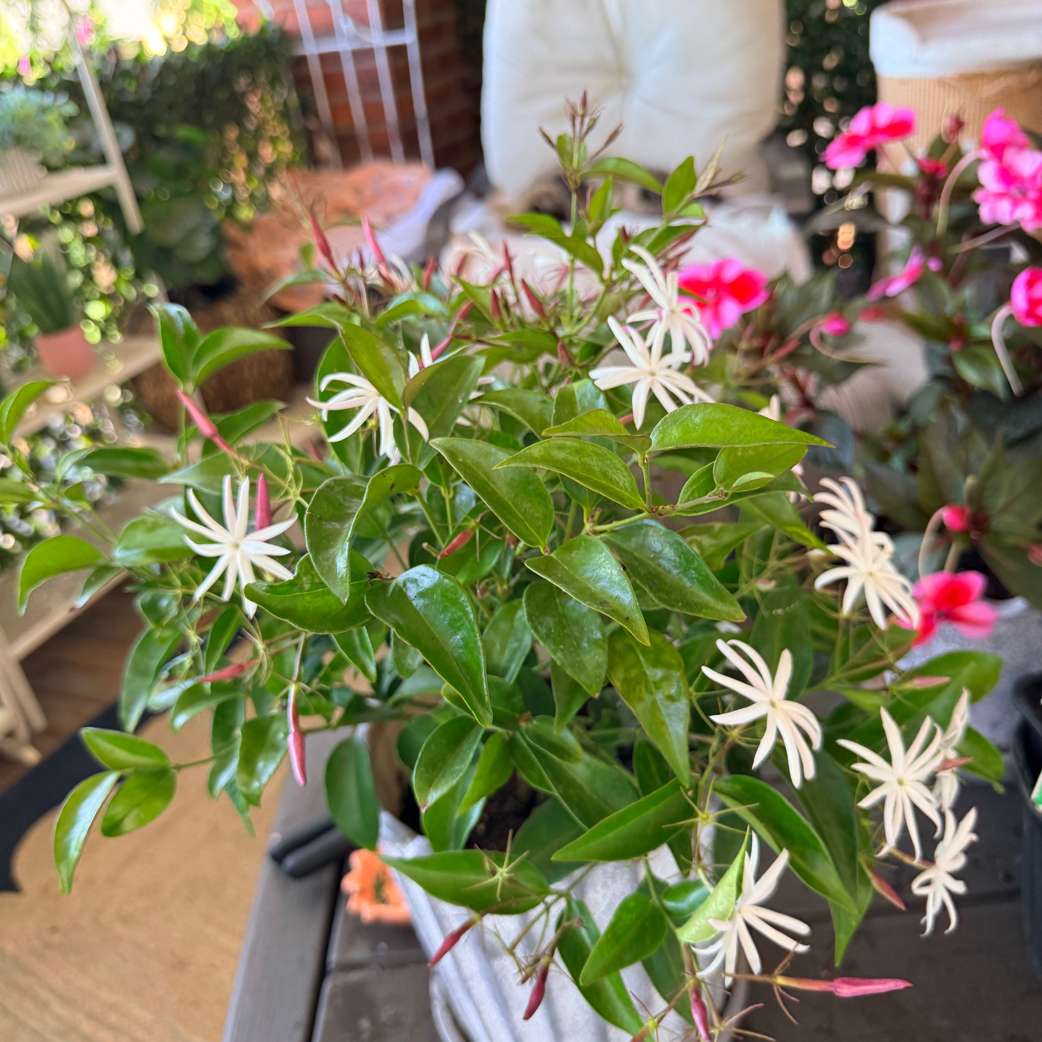 Photo of the plant species Angel Wing Jasmine by @Jenny1014 named Angel on Greg, the plant care app