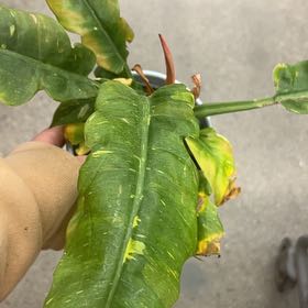 Photo of the plant species philodendron Jungle Boogie by @DeanAmazonjewel named Michelle Branch on Greg, the plant care app