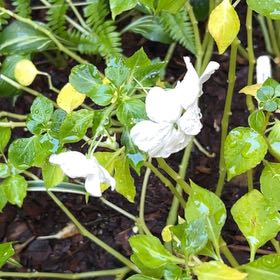 Photo of the plant species SunPatiens Impatiens by @YummySeraphina named Ulysses S Plant on Greg, the plant care app