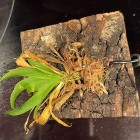Photo of the plant species Erycina Orchid by @HeadBluevervain named Silla on Greg, the plant care app