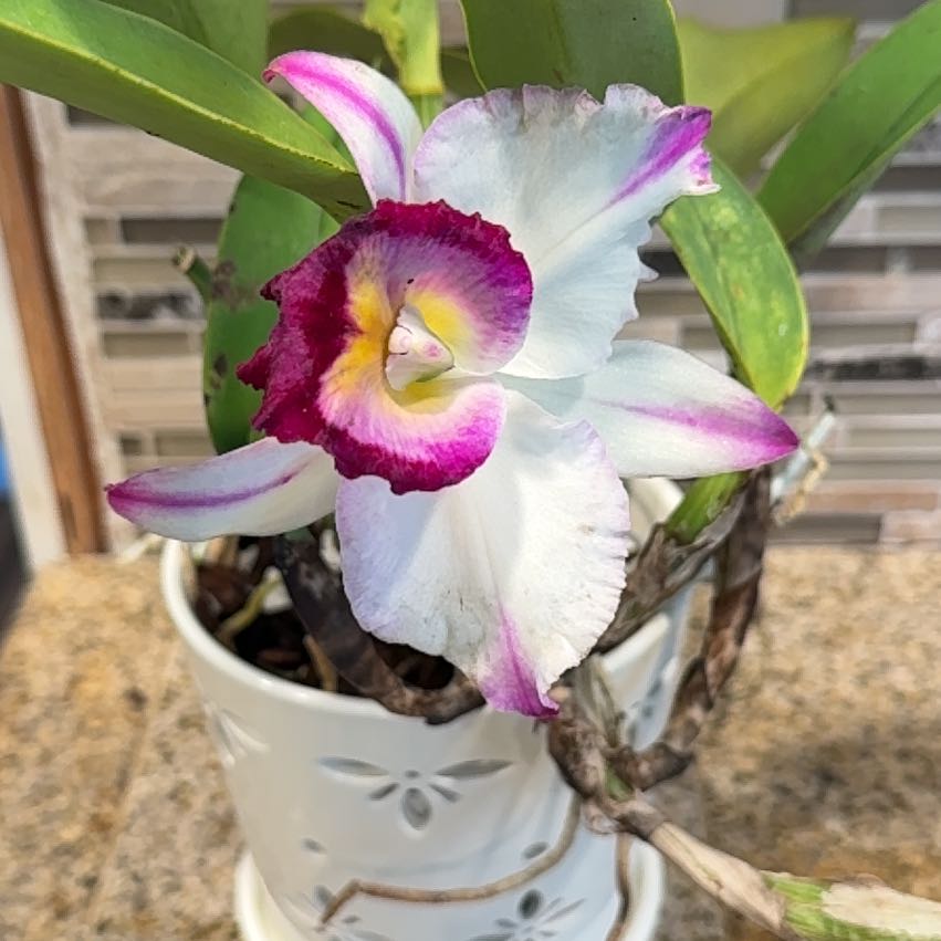 Photo of the plant species Orchid by @HeadBluevervain named Queeny on Greg, the plant care app