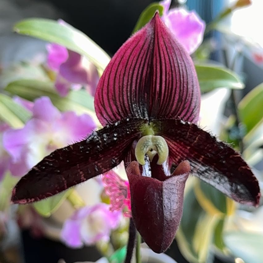 Photo of the plant species Paphiopedilum 'Plum' by @HeadBluevervain named Zeus (white tapered pot) on Greg, the plant care app