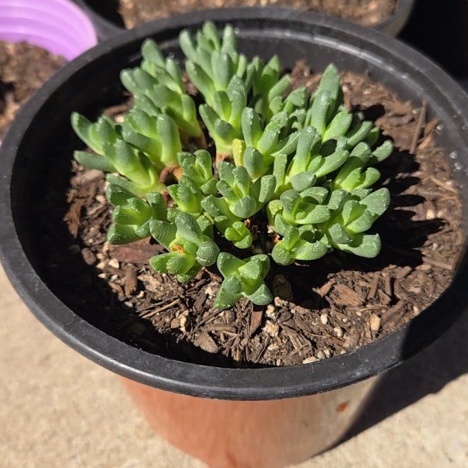 Photo of the plant species Kussingvygie by @BigCattleya65 named Denali on Greg, the plant care app
