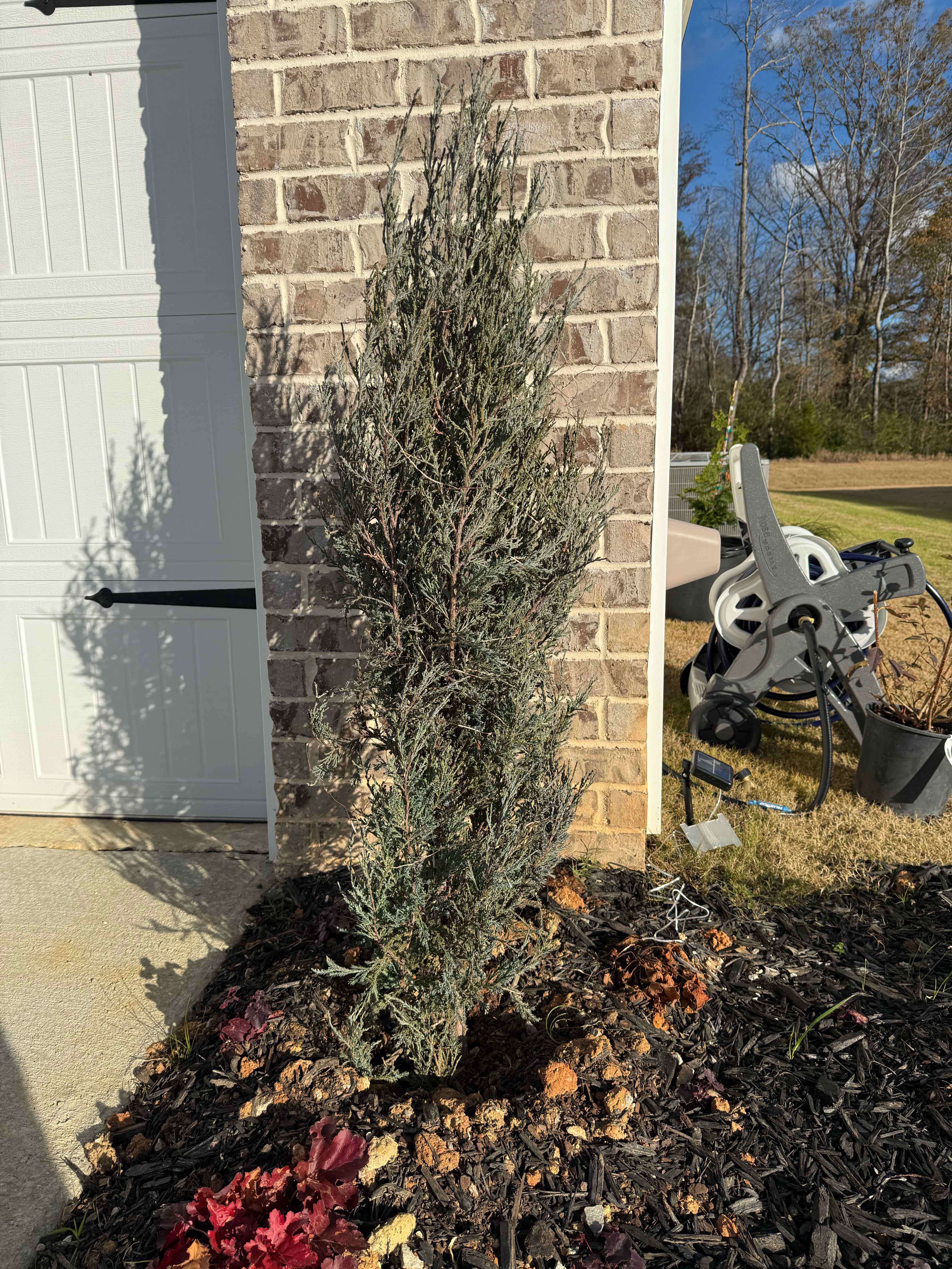 Photo of the plant species Blue Arrow Juniper by @PurePeacockfern named Right right blue arrow on Greg, the plant care app