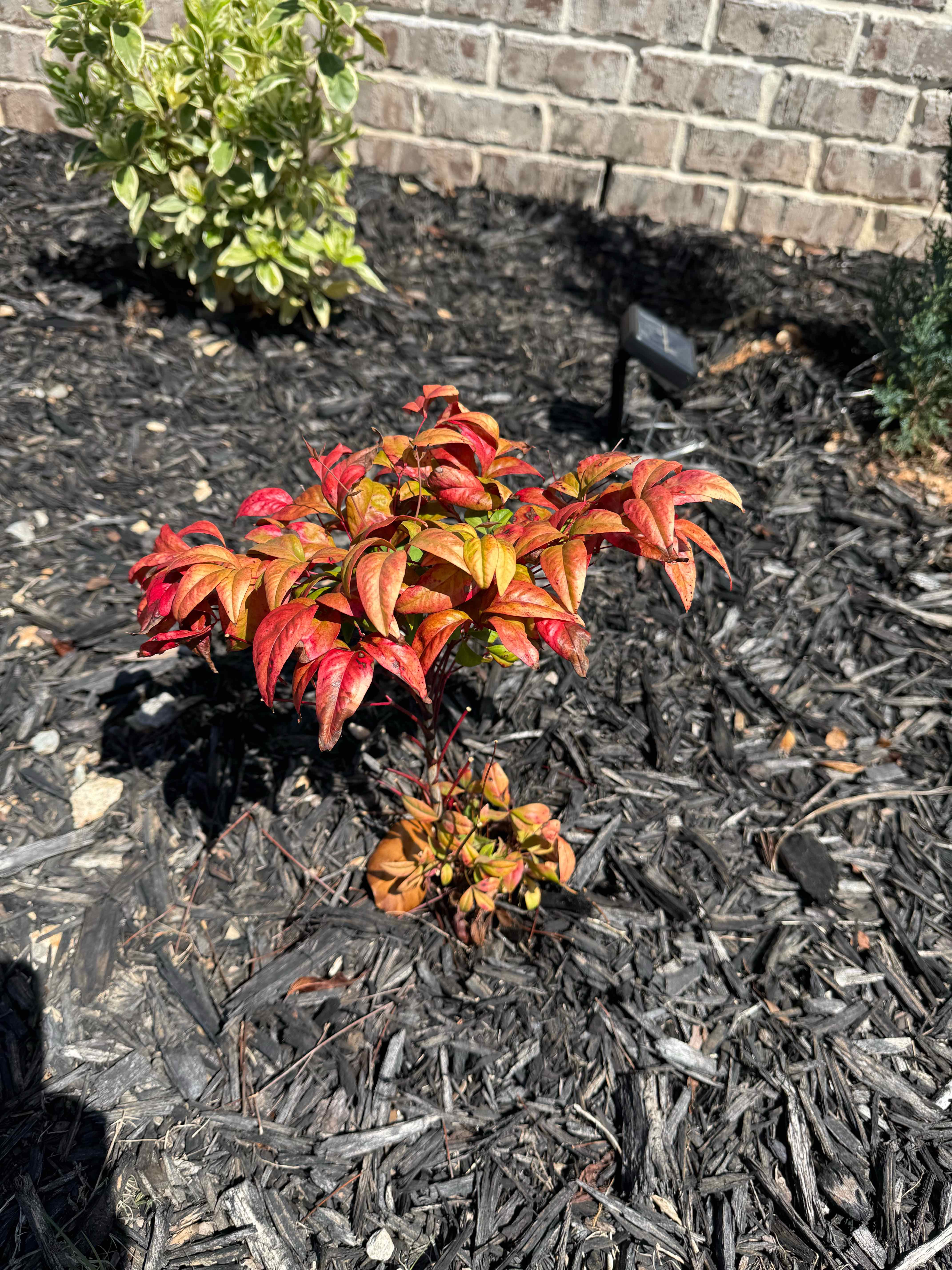 Photo of the plant species Dwarf Firepower Nandina by @PurePeacockfern named Hemingway on Greg, the plant care app