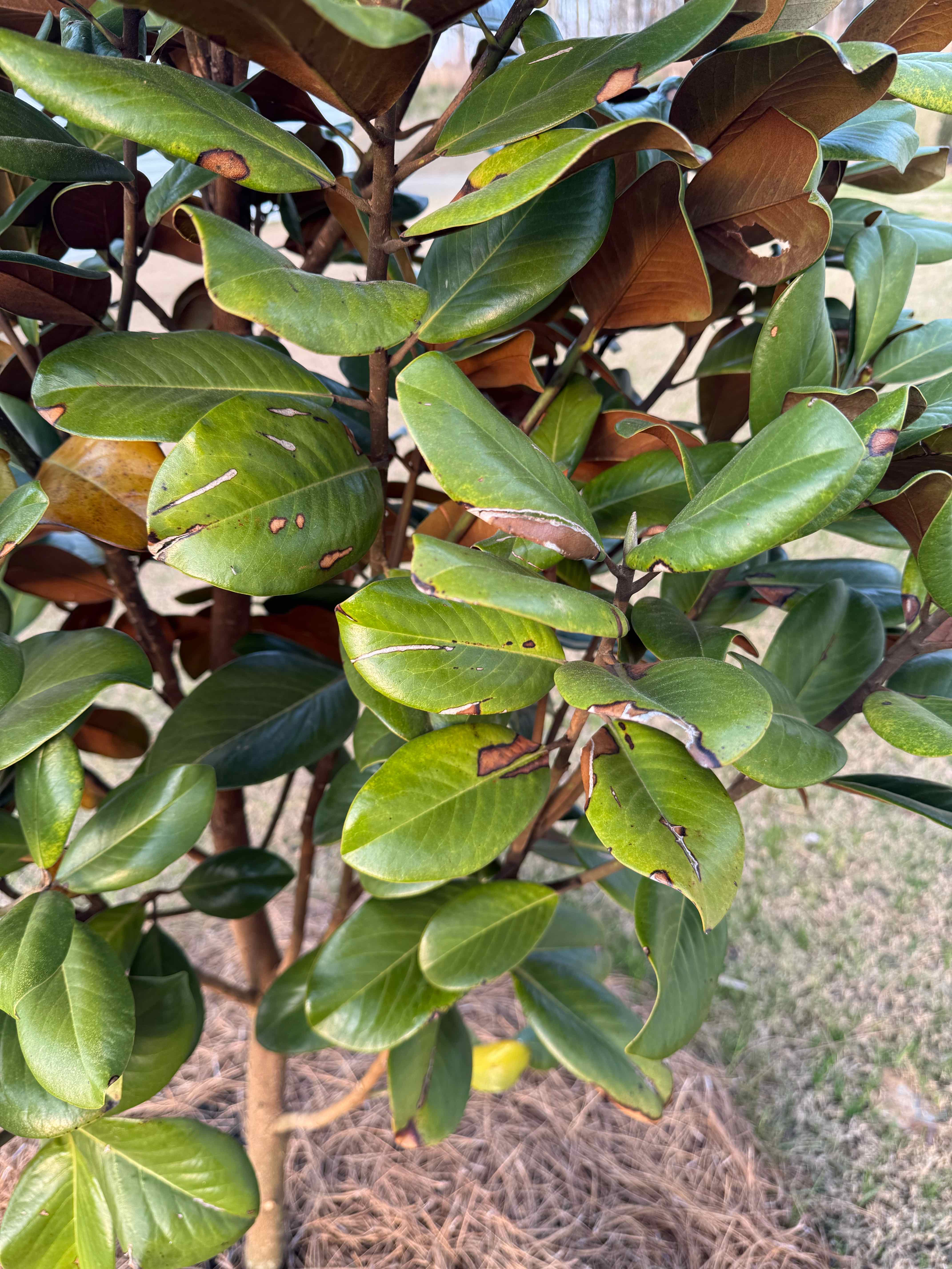 Photo of the plant species Teddy Bear Magnolia by @PurePeacockfern named Teddy on Greg, the plant care app