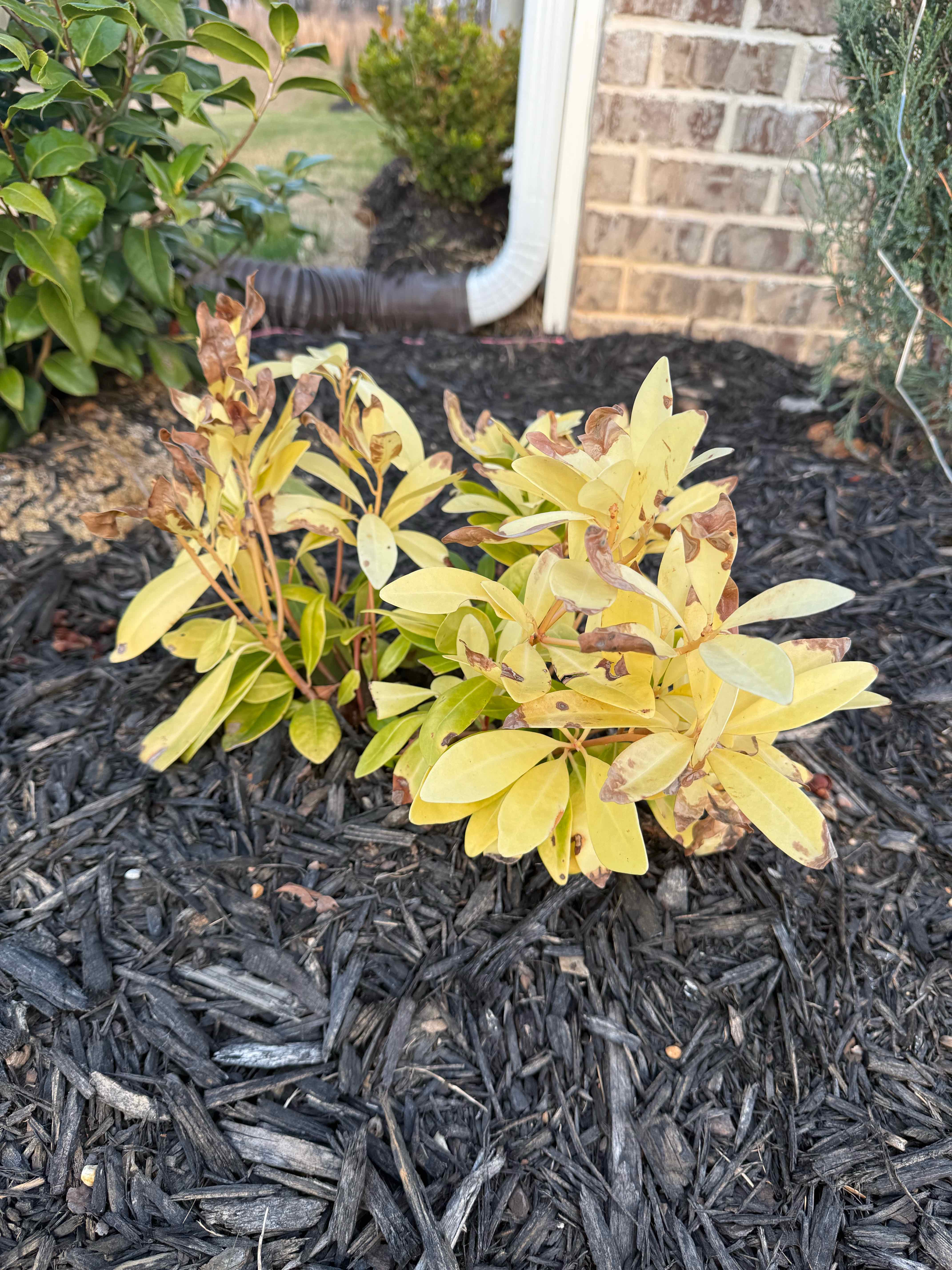 Photo of the plant species Illicium parviflorum 'Florida Sunshine' by @PurePeacockfern named Miley on Greg, the plant care app