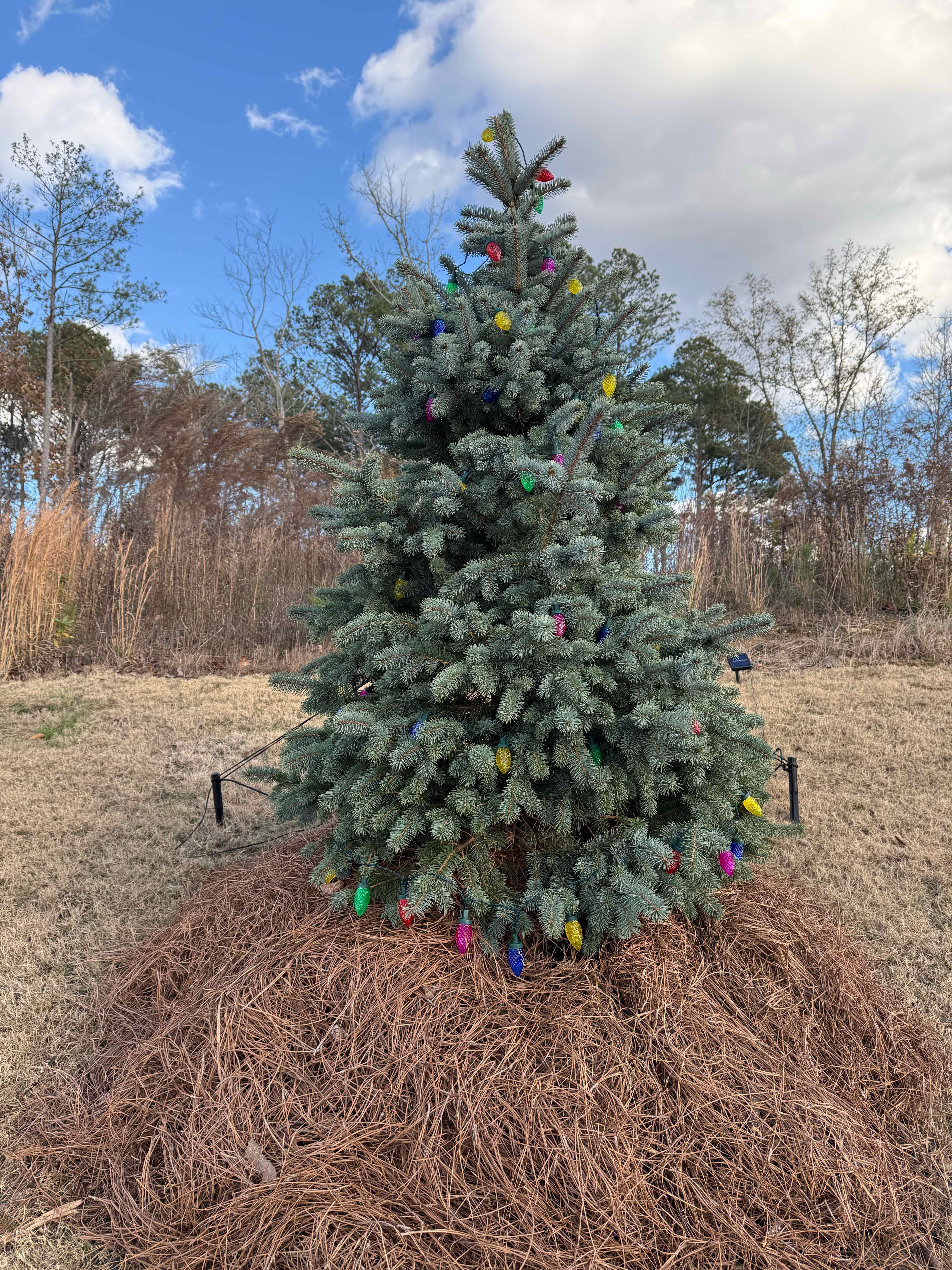 Photo of the plant species Baby Blue Spruce by @PurePeacockfern named Denali on Greg, the plant care app