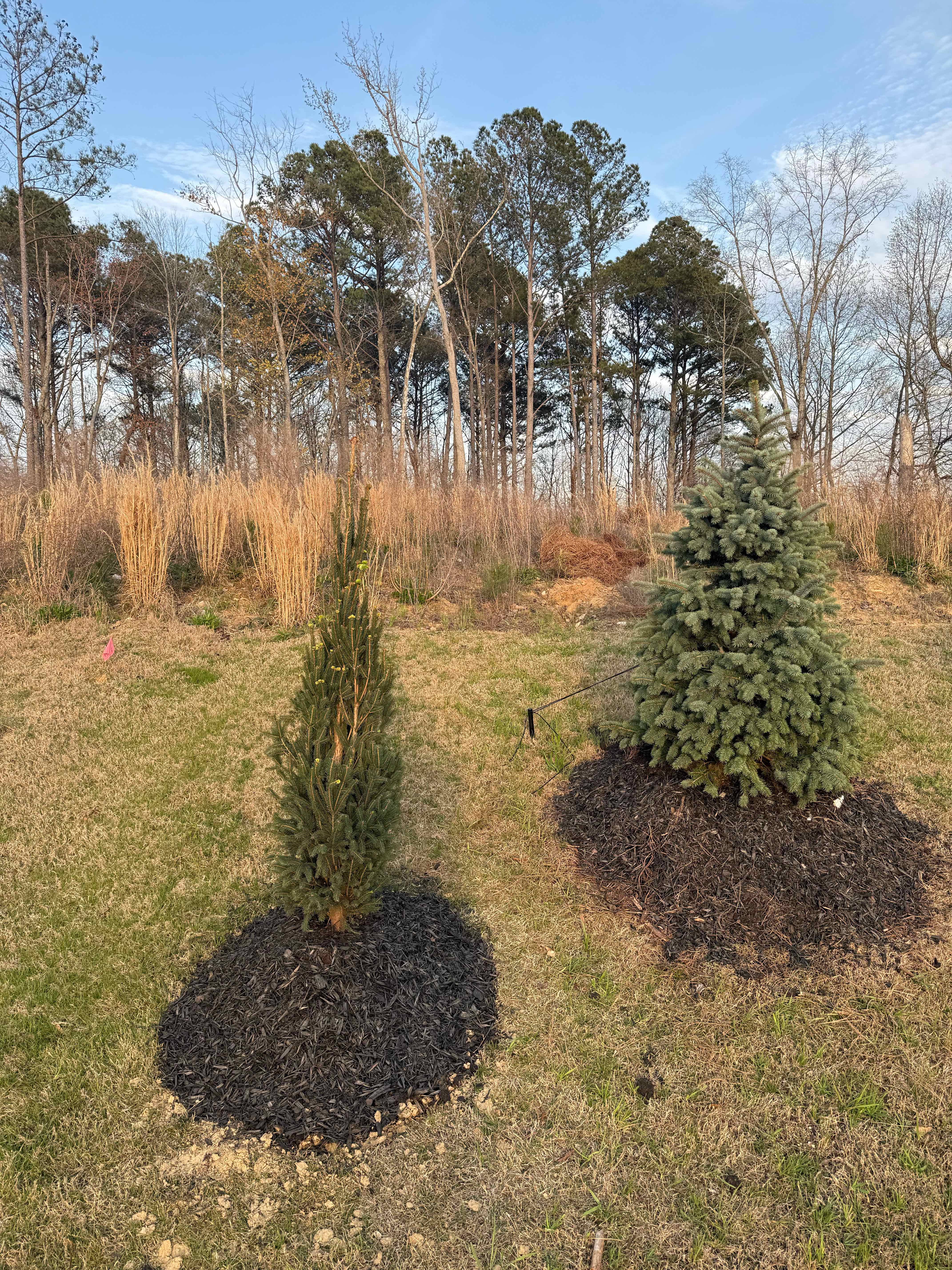 Photo of the plant species Columnar Spruce by @PurePeacockfern named Columnar Norway Spruce on Greg, the plant care app