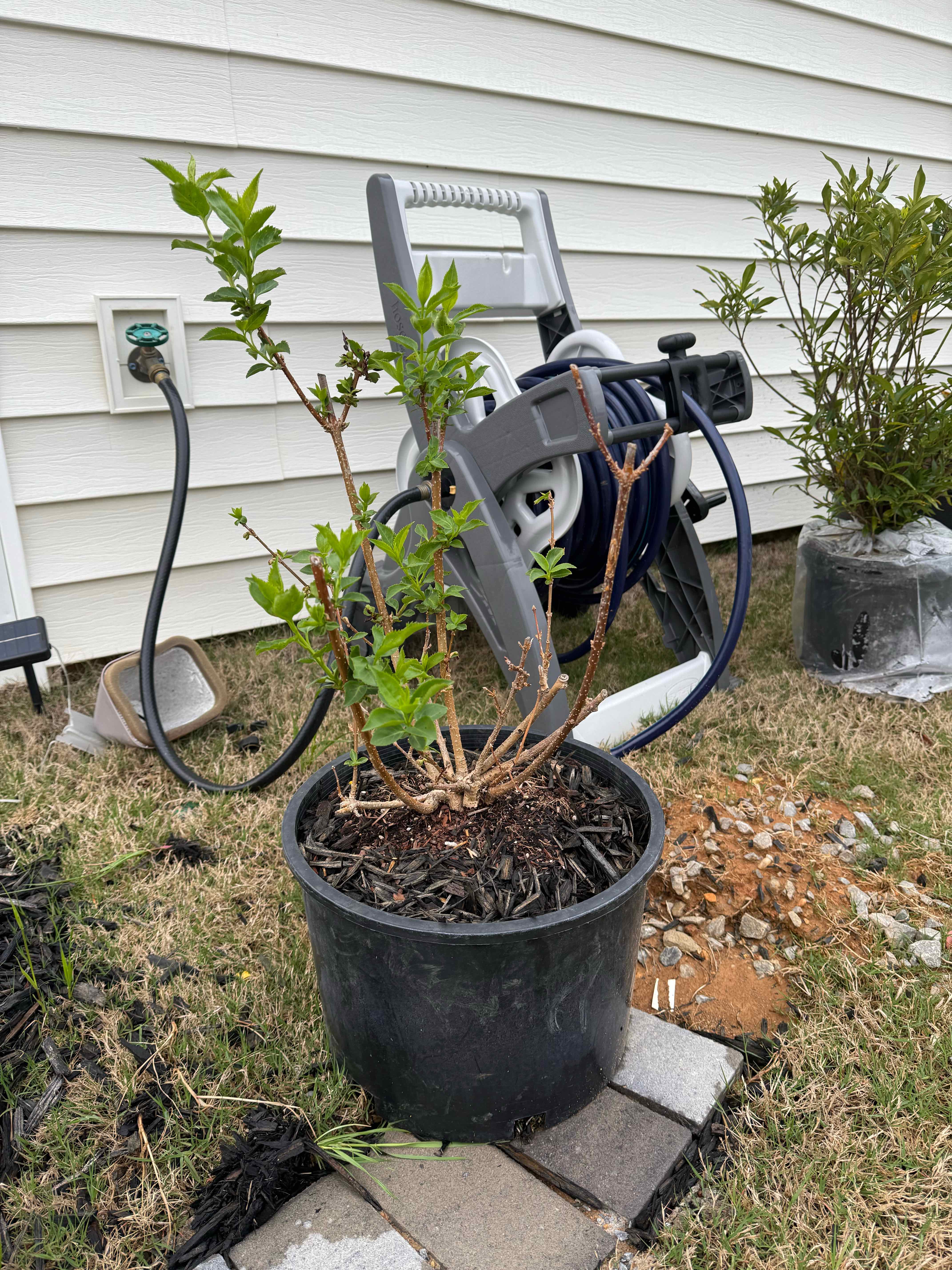 Photo of the plant species Forsythia 'Gold Leaf' by @PurePeacockfern named Einstein on Greg, the plant care app