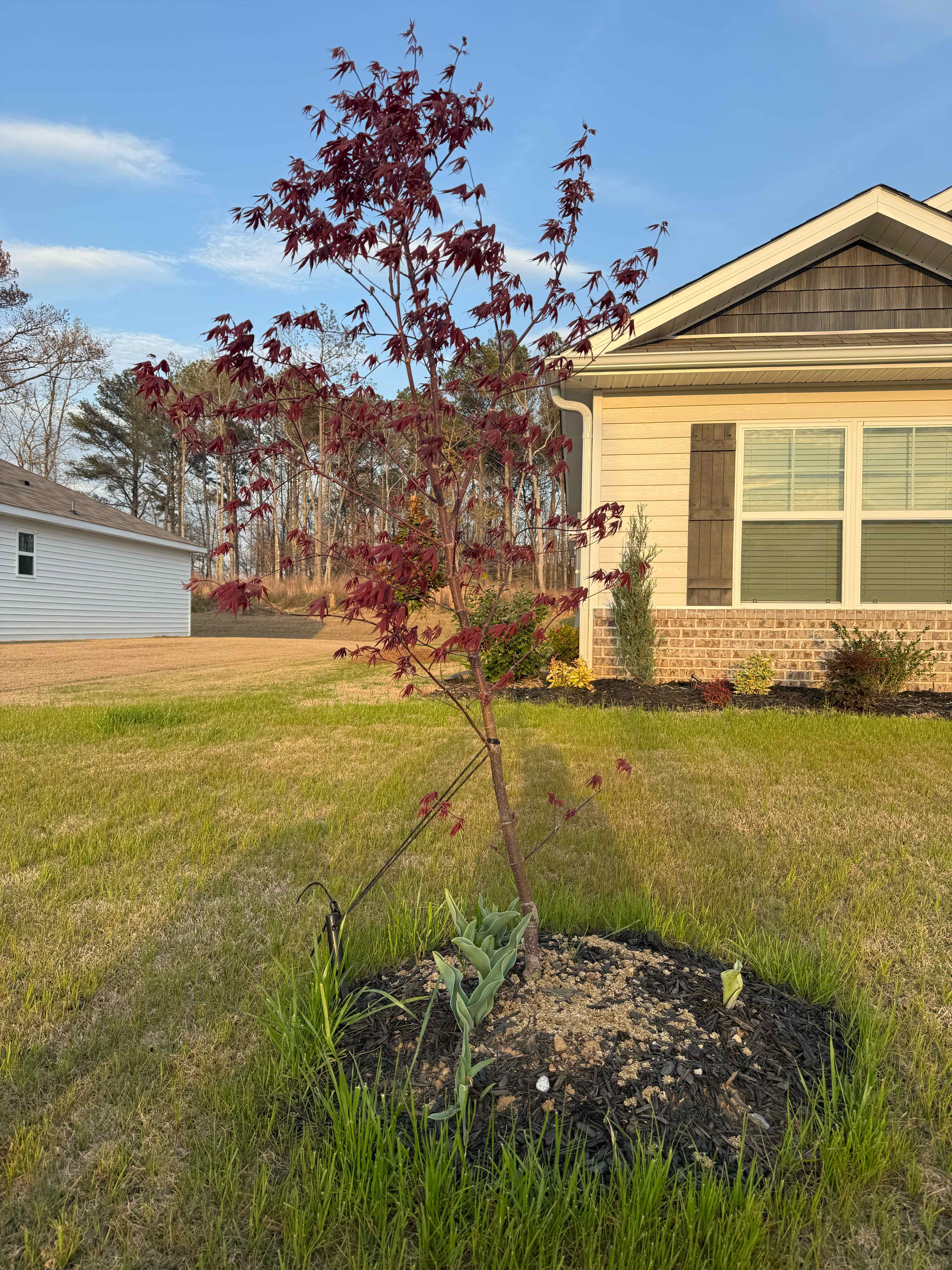 Photo of the plant species Bloodgood Japanese Maple by @PurePeacockfern named Japanese Maple on Greg, the plant care app