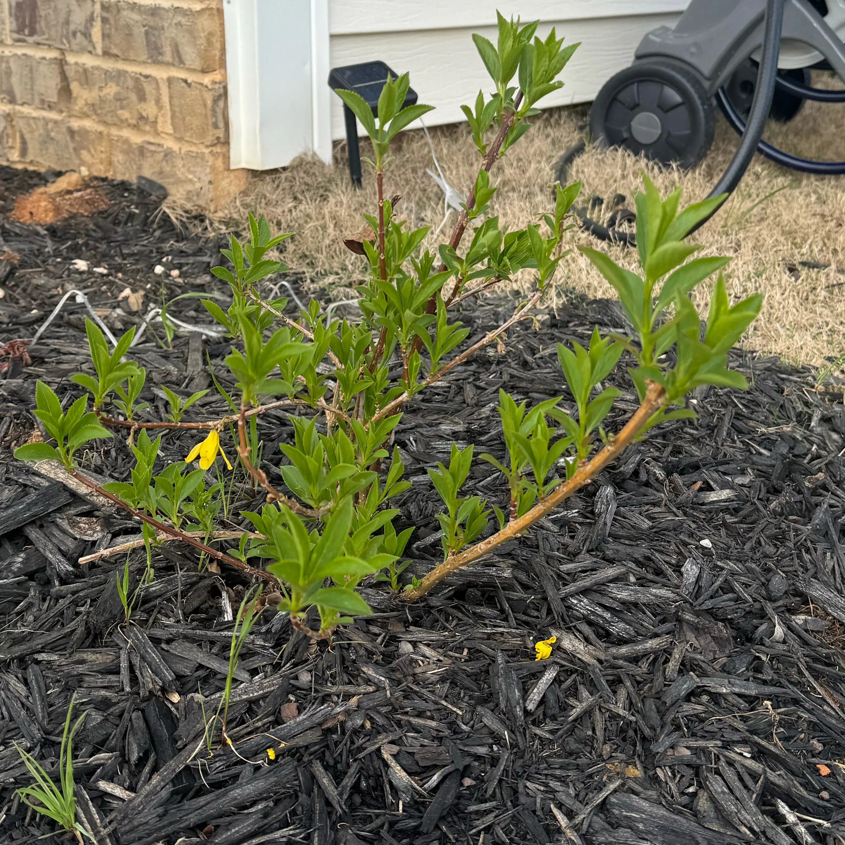 Photo of the plant species Forsythia 'Gold Leaf' by @PurePeacockfern named Mando on Greg, the plant care app
