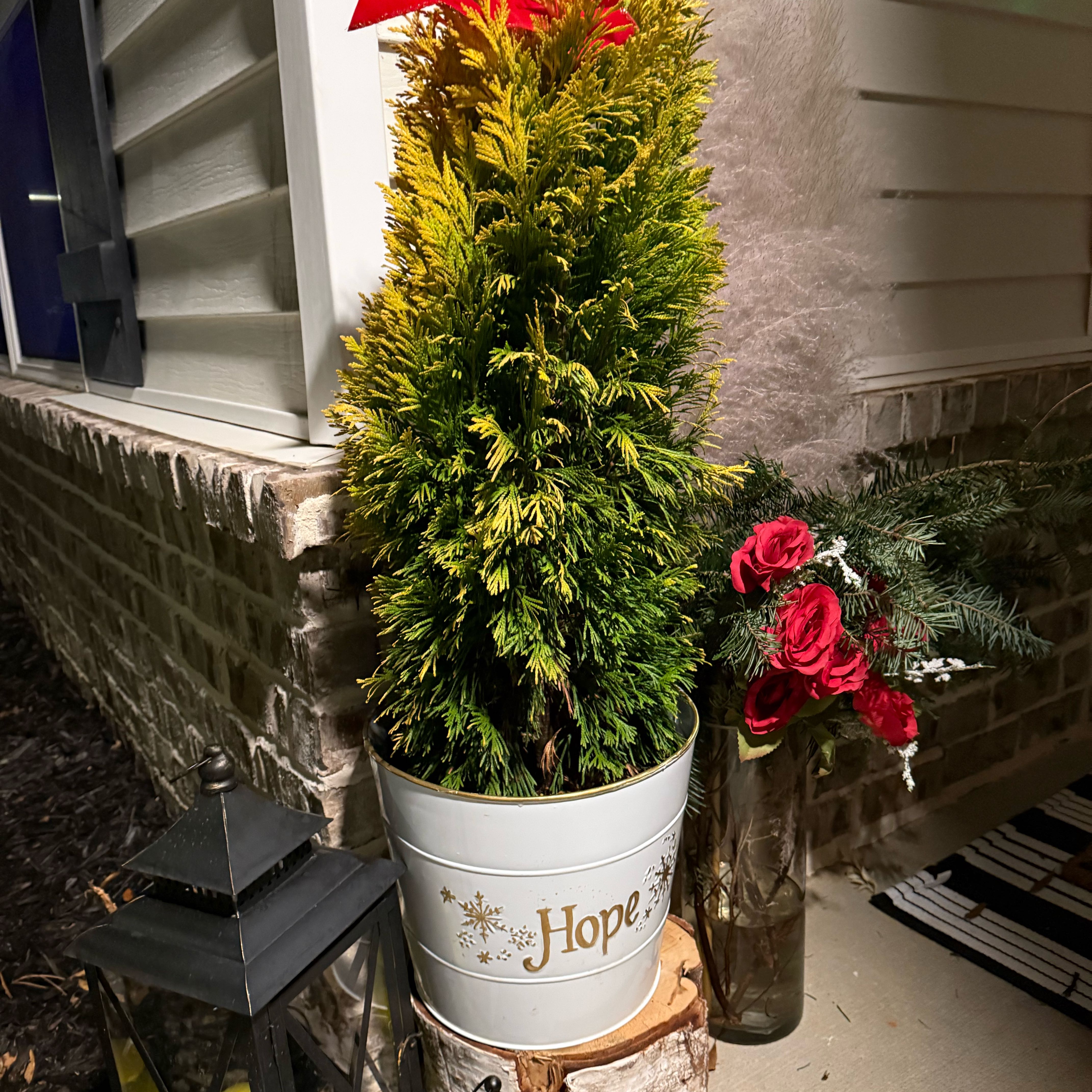 Photo of the plant species Western Red Cedar 'Goldy' by @PurePeacockfern named Homer on Greg, the plant care app