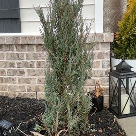 Photo of the plant species Blue Arrow Juniper by @PurePeacockfern named Left right blue arrow on Greg, the plant care app