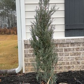 Photo of the plant species Blue Arrow Juniper by @PurePeacockfern named Left left blue arrow on Greg, the plant care app