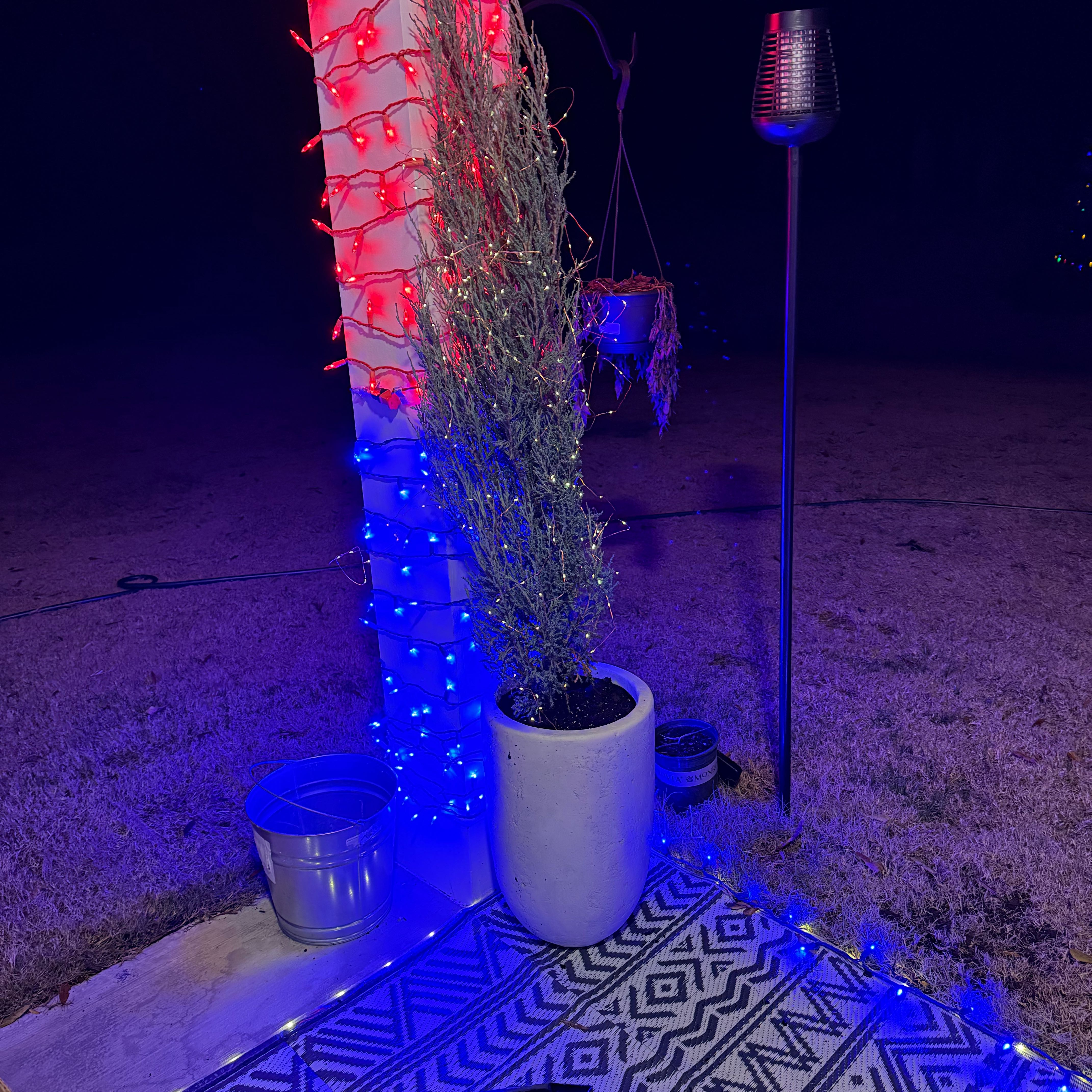 Photo of the plant species Blue Arrow Juniper by @PurePeacockfern named Blue arrow back yard on Greg, the plant care app