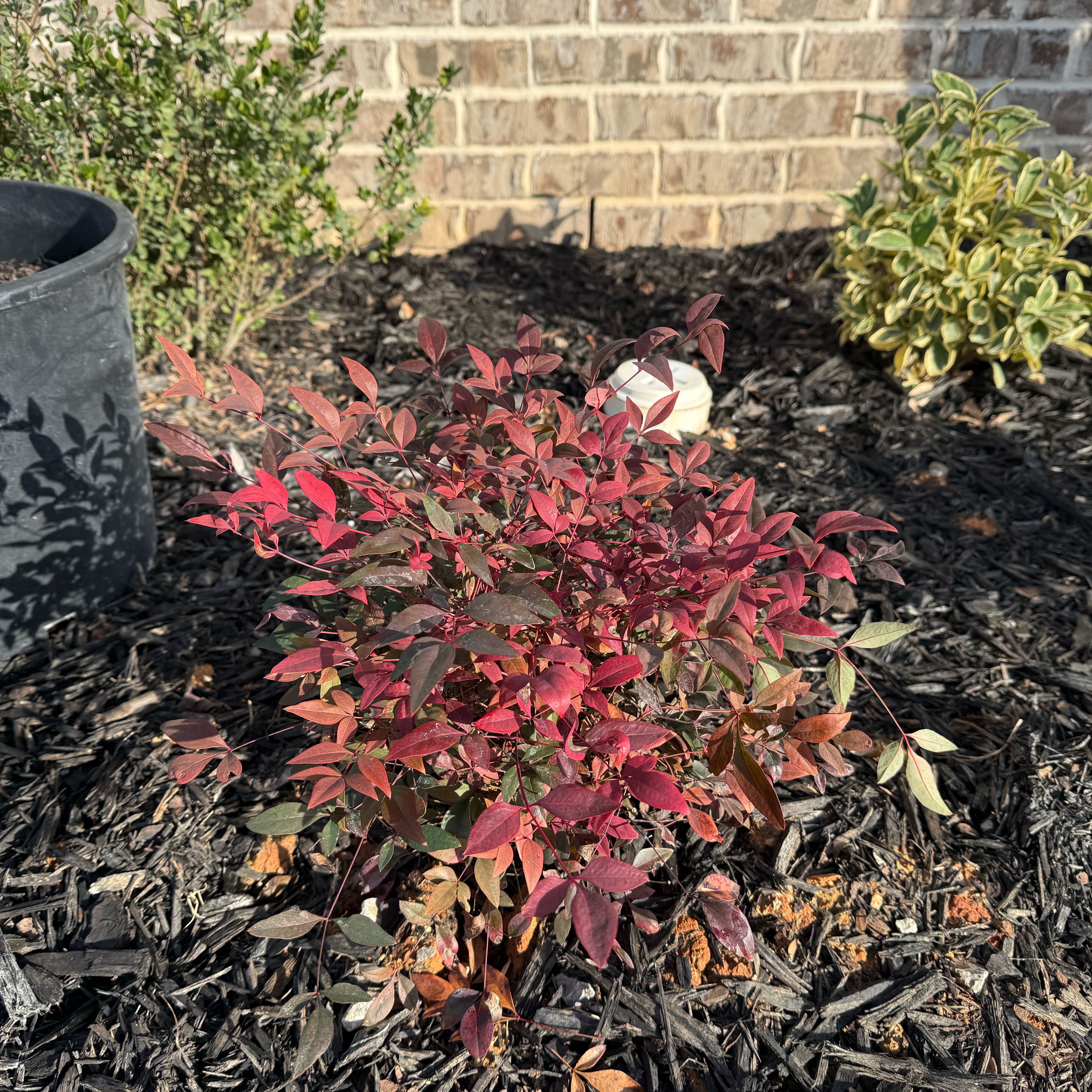 Photo of the plant species Nandina 'Obsession' by @PurePeacockfern named Xena on Greg, the plant care app