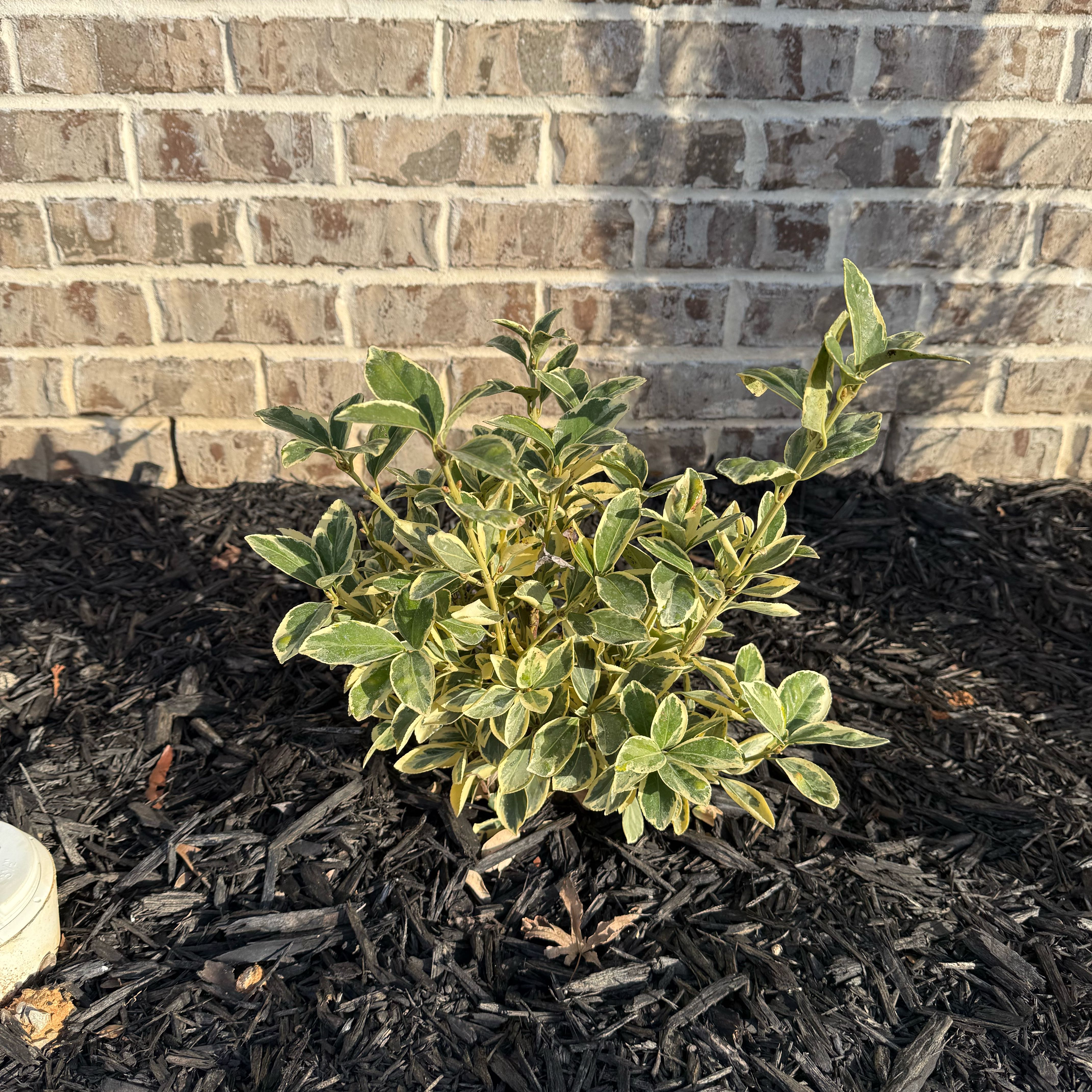 Photo of the plant species Silver King Euonymus by @PurePeacockfern named Right King on Greg, the plant care app