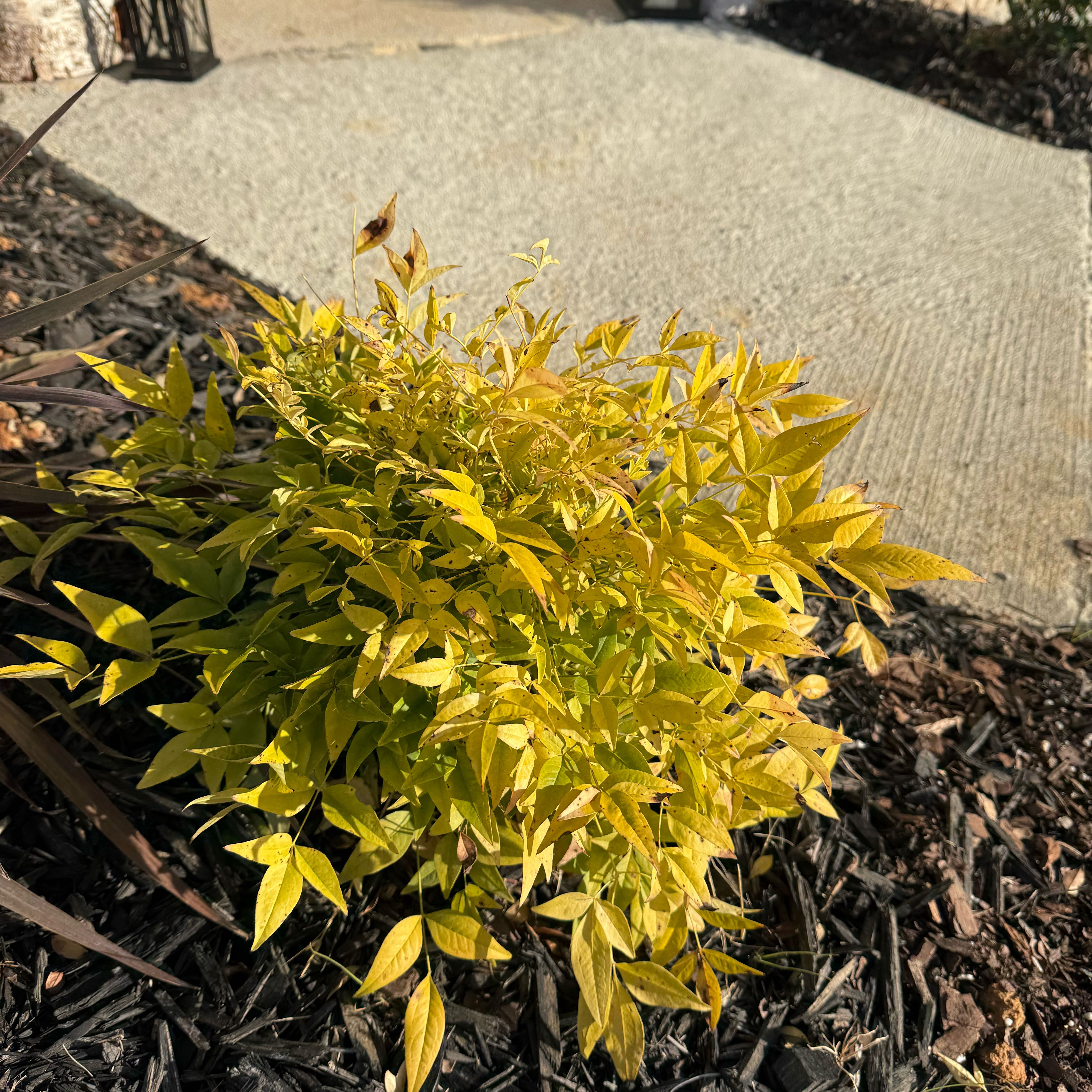 Photo of the plant species Nandina 'Lemon-Lime' by @PurePeacockfern named Gomez on Greg, the plant care app