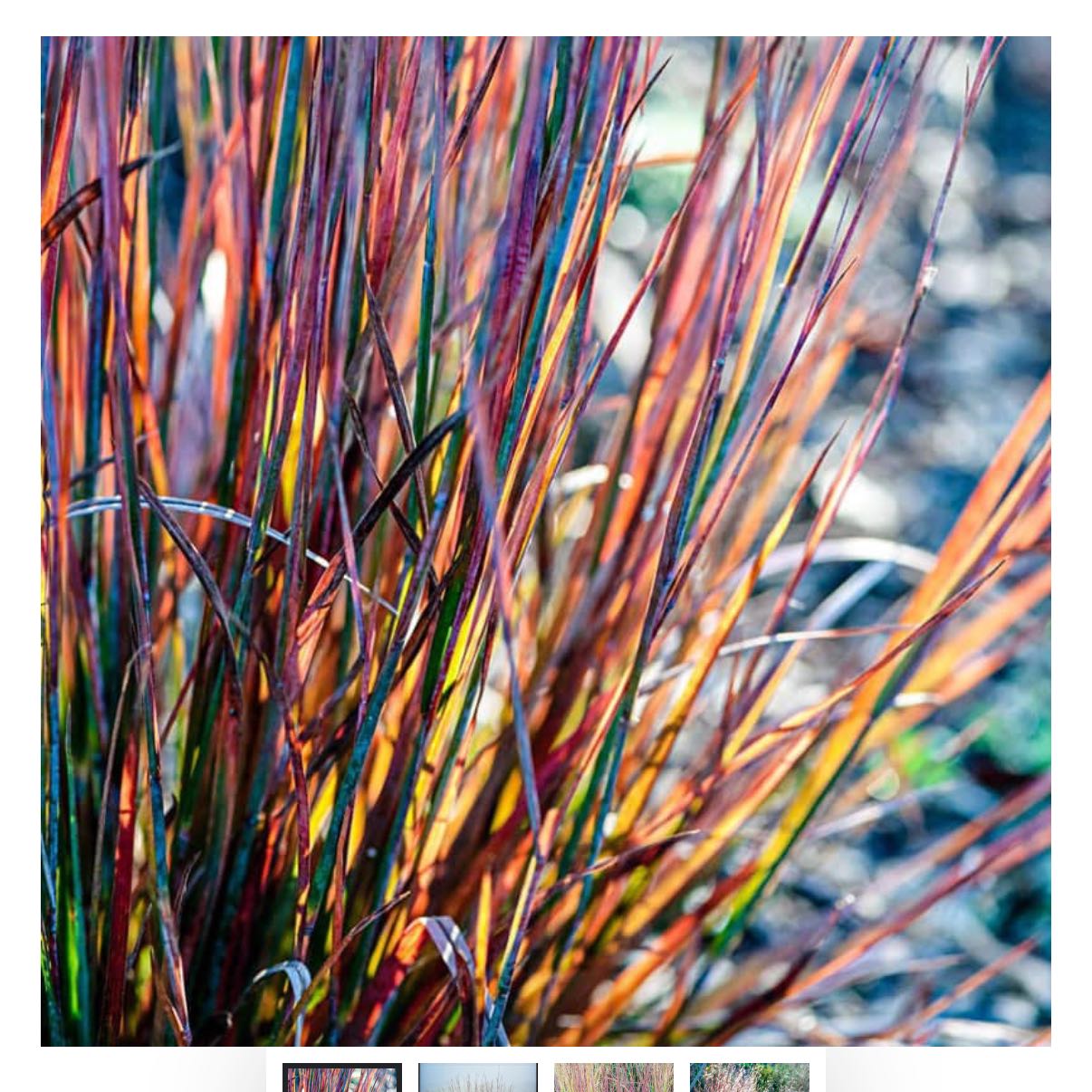 Photo of the plant species Little Bluestem 'Standing Ovation' by @PurePeacockfern named Standing Ovation Little Bluestem on Greg, the plant care app