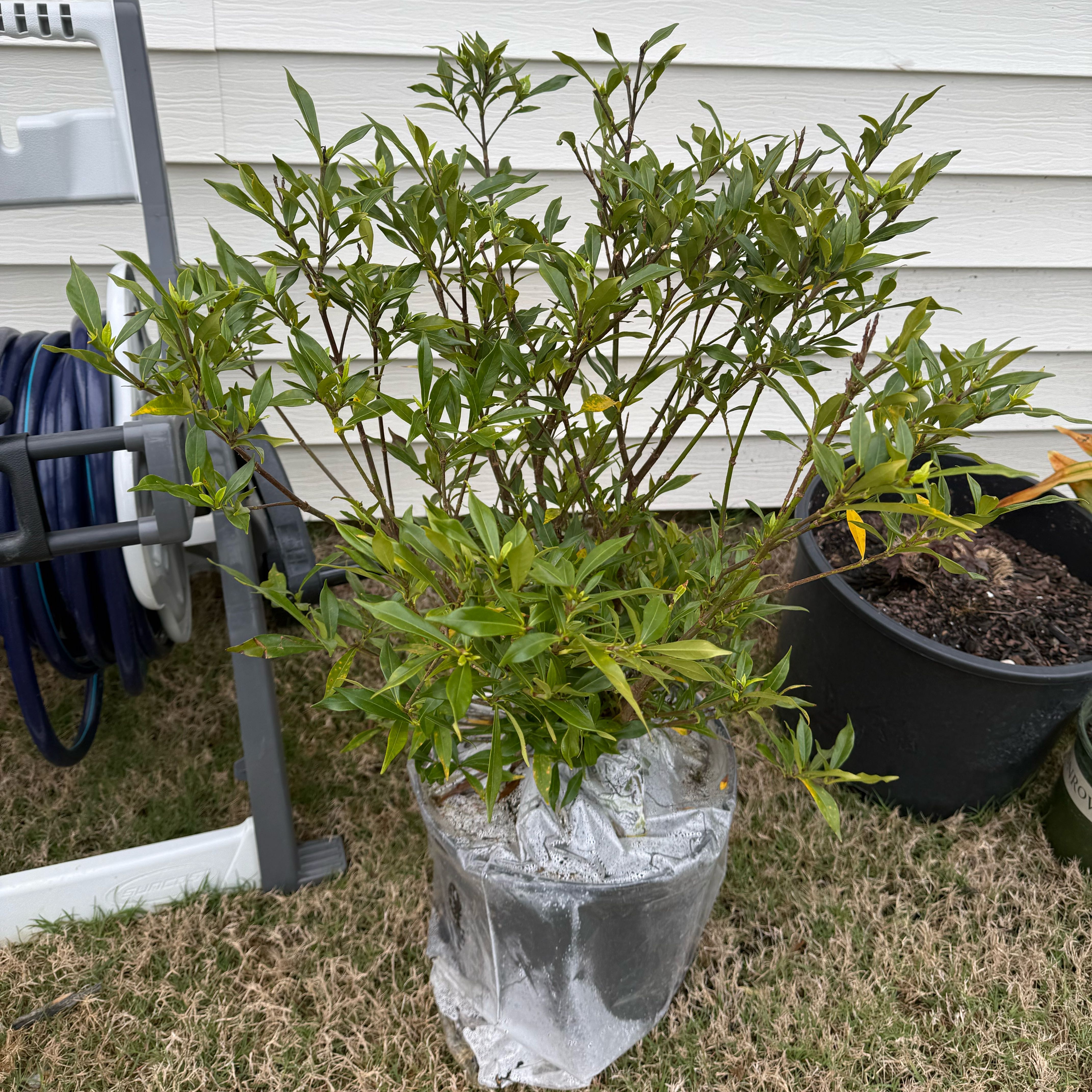 Photo of the plant species Frost Proof Gardenia by @PurePeacockfern named Frost proof gardenia on Greg, the plant care app