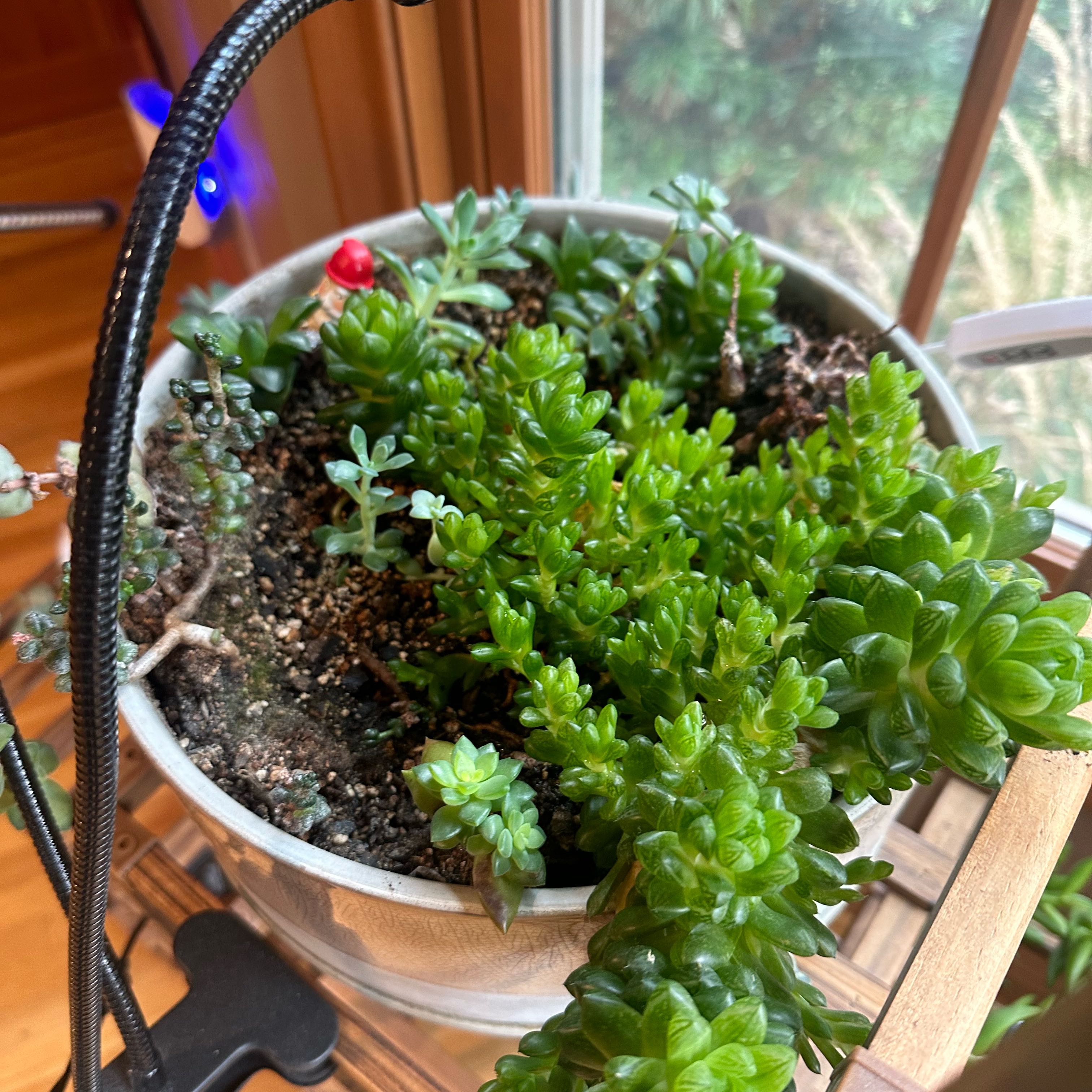 Photo of the plant species Haworthia 'Hiawatha' by @ExecZinnia42 named The Enchanted Forest on Greg, the plant care app