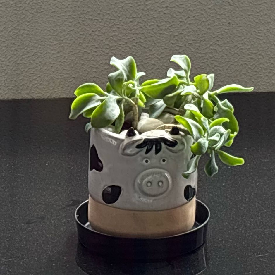 Photo of the plant species curly jade by @ManySourcherry named Beyonce on Greg, the plant care app