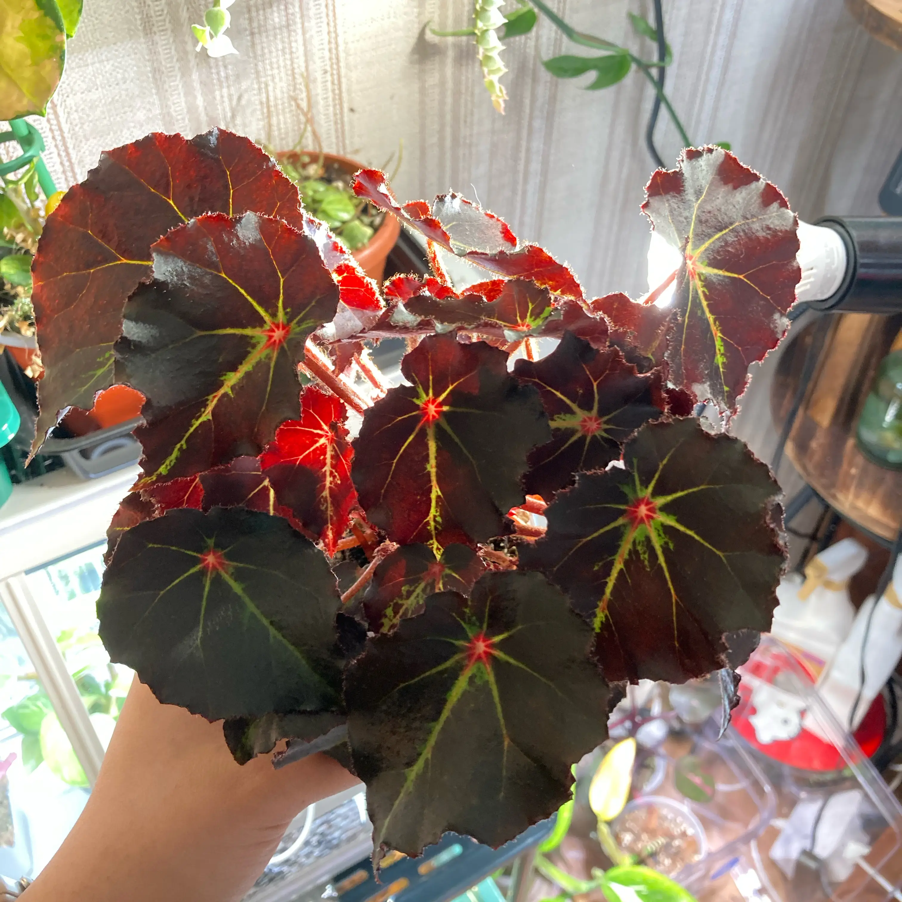 Photo of the plant species Begonia by @Marymclove named Luci on Greg, the plant care app