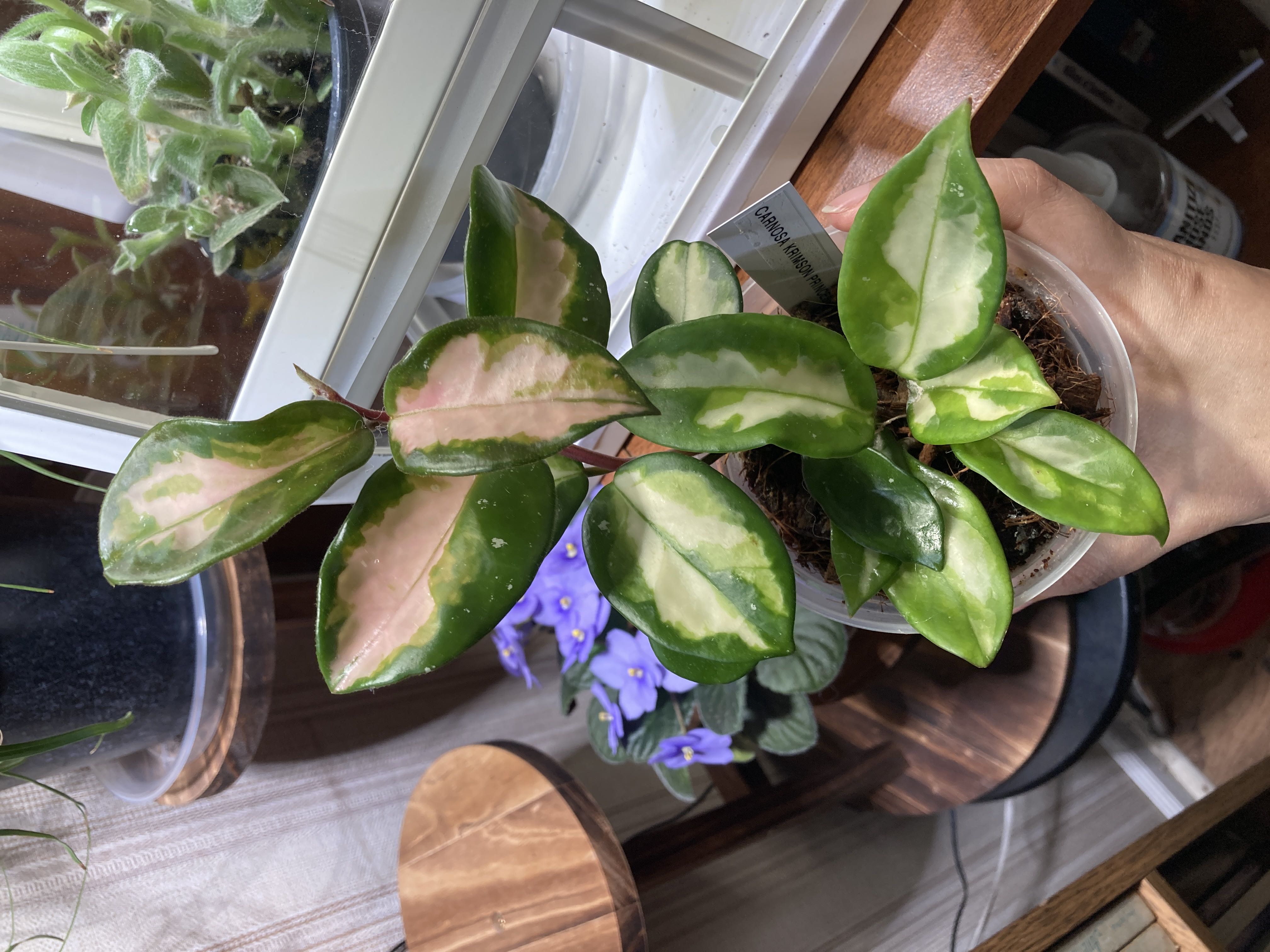 Got my first Hoya! Everyone seems to be obsessed over Hoy...
