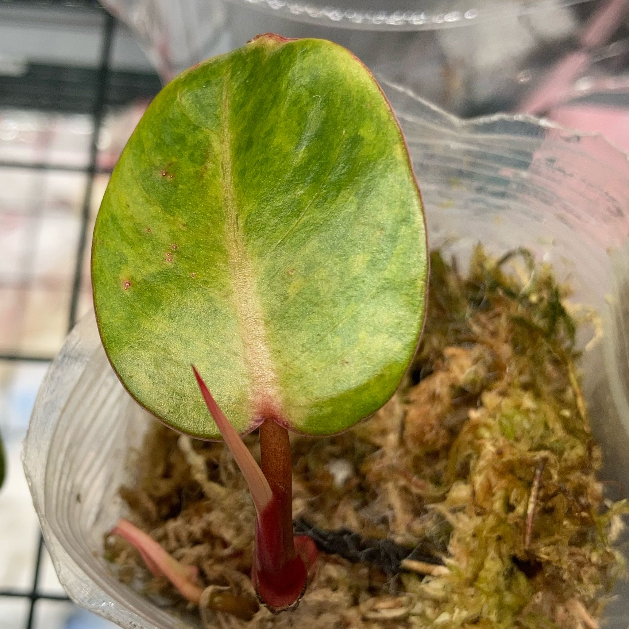 Photo of the plant species Philodendron 'Medissa' by @Marymclove named Beyonce on Greg, the plant care app