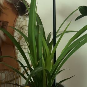 Photo of the plant species Hawaiian Spider Plant by @Aprilash2012 named The artist known as Pink on Greg, the plant care app