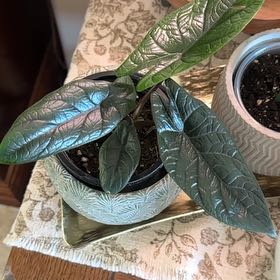 Photo of the plant species Alocasia Scalprum by @Aprilash2012 named Sonora on Greg, the plant care app