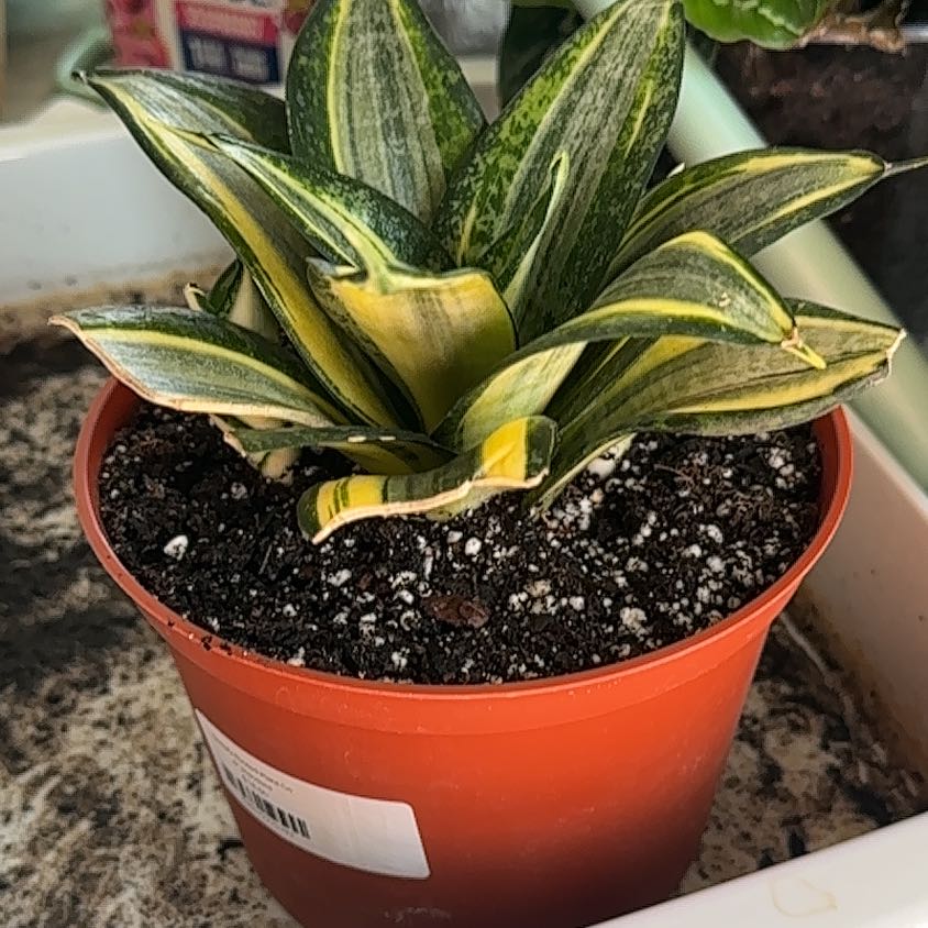 Photo of the plant species Gold Star Snake Plant by @Aprilash2012 named McKinley on Greg, the plant care app