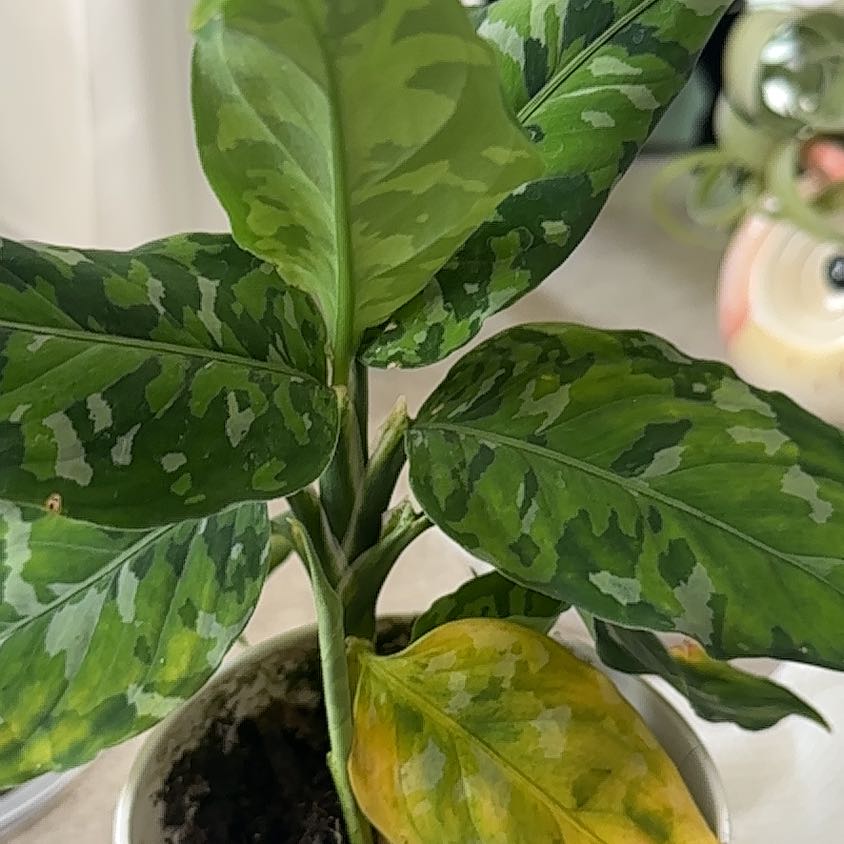 Photo of the plant species Homalomena 'Camouflage' by @Aprilash2012 named Fernie Mercury on Greg, the plant care app