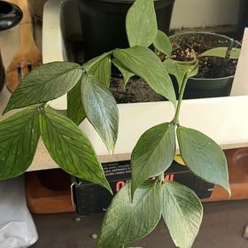 Photo of the plant species Fishtail Hoya by @Aprilash2012 named Lorelei on Greg, the plant care app