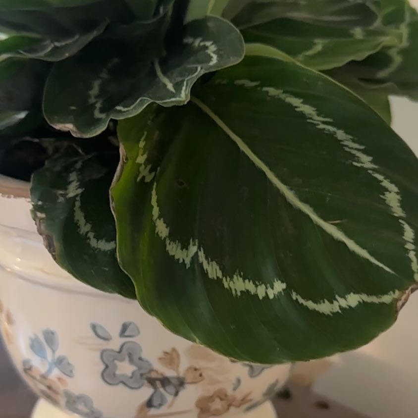 Photo of the plant species Green Lipstick Calathea by @Aprilash2012 named Tadpole on Greg, the plant care app