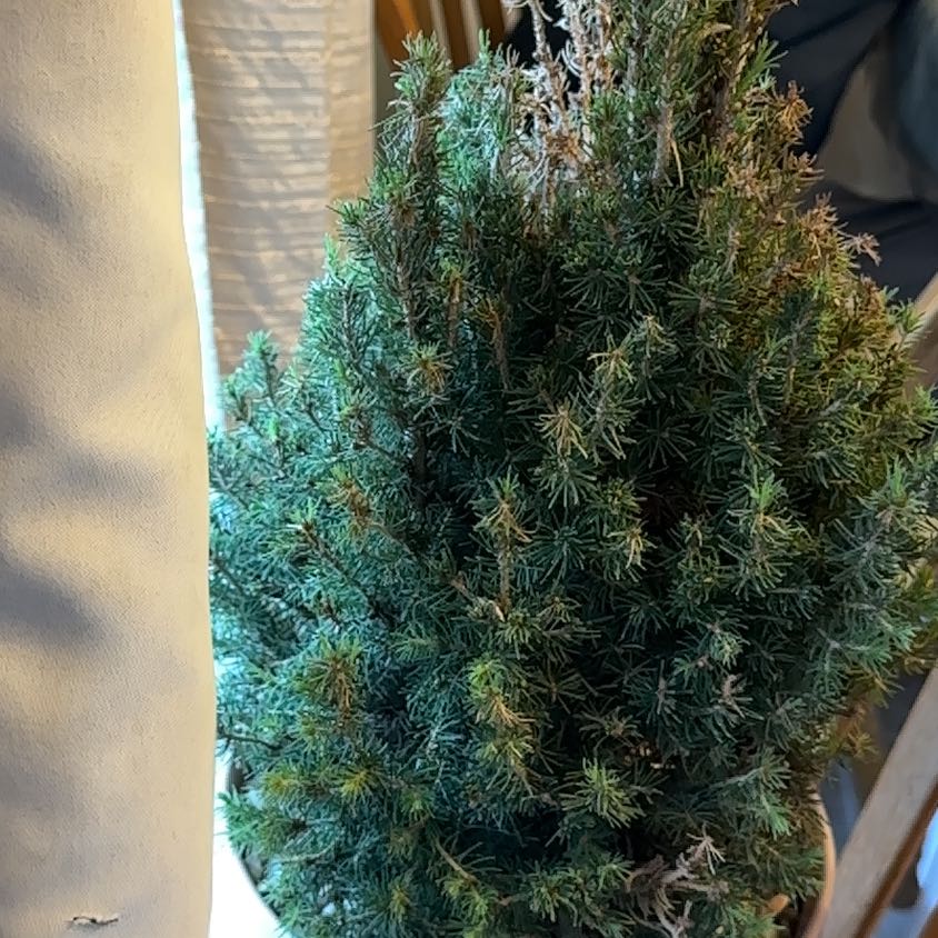 Photo of the plant species White Spruce 'Scotia' by @Aprilash2012 named Miley on Greg, the plant care app