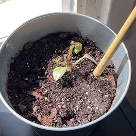 Photo of the plant species Cider gum by @SuccessfulOnion named Lola on Greg, the plant care app