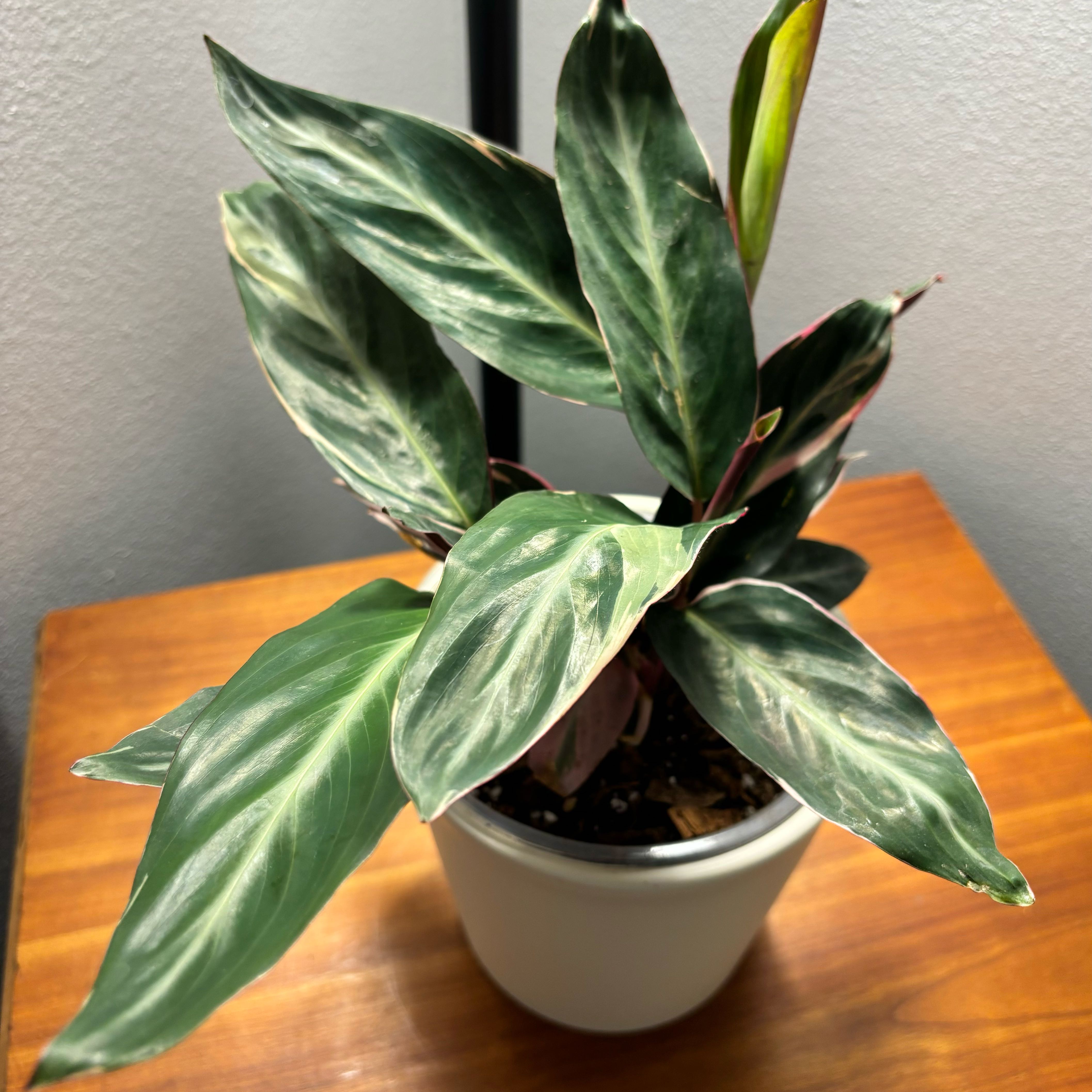 Stromanthe sanguinea 'Tricolor' plant in a white pot with healthy green leaves.