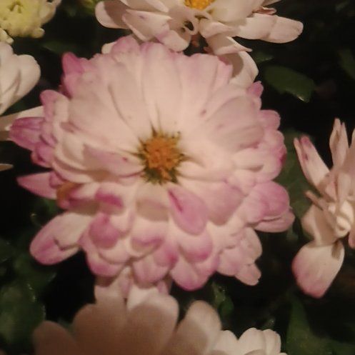 Photo of the plant species Garden Mum by @ChiefPinyonpine named Demi on Greg, the plant care app