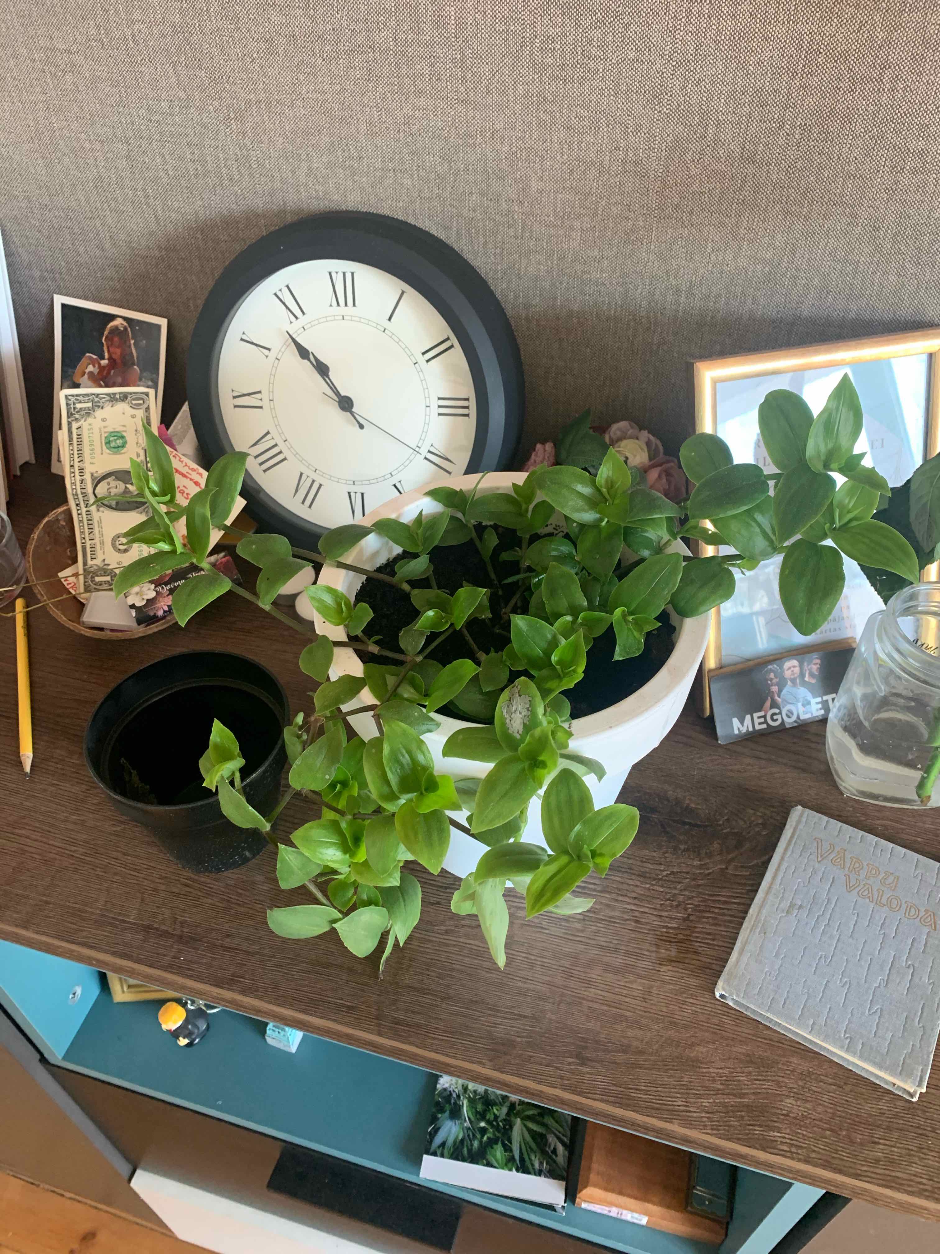 Plant care for Birdbill Dayflower on Greg, the plant care app